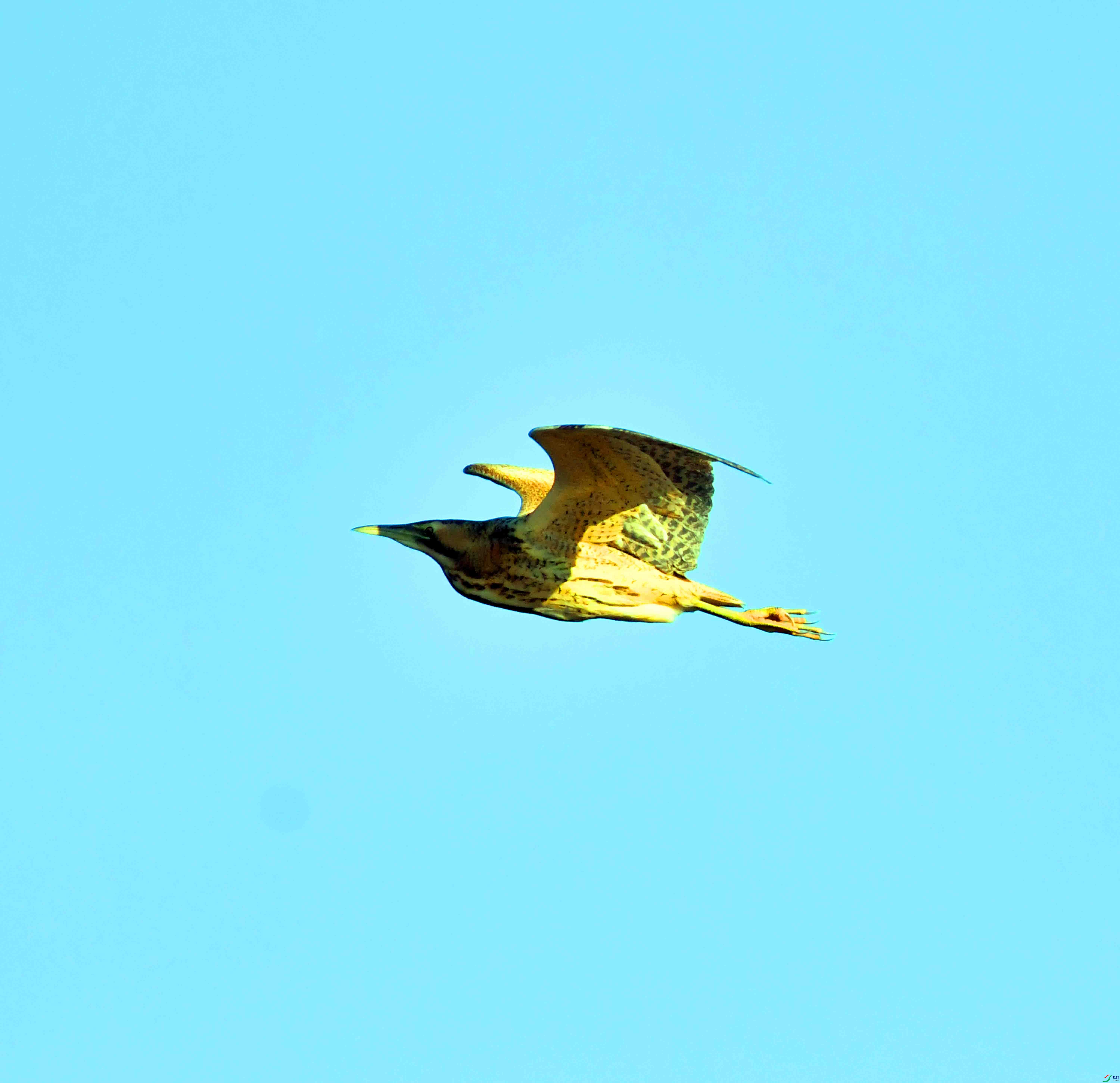 DSC_9962.JPG