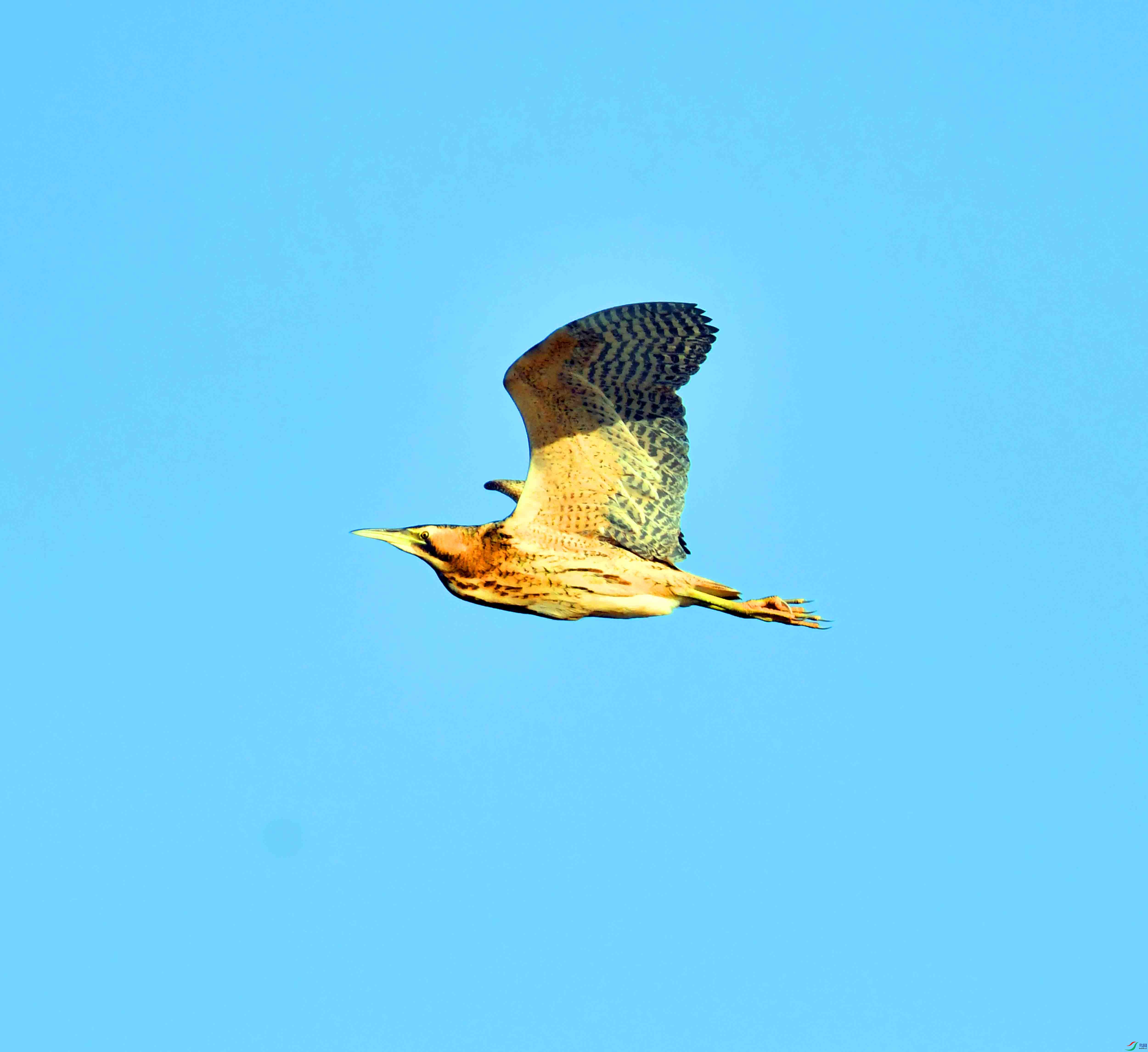 DSC_9965.JPG