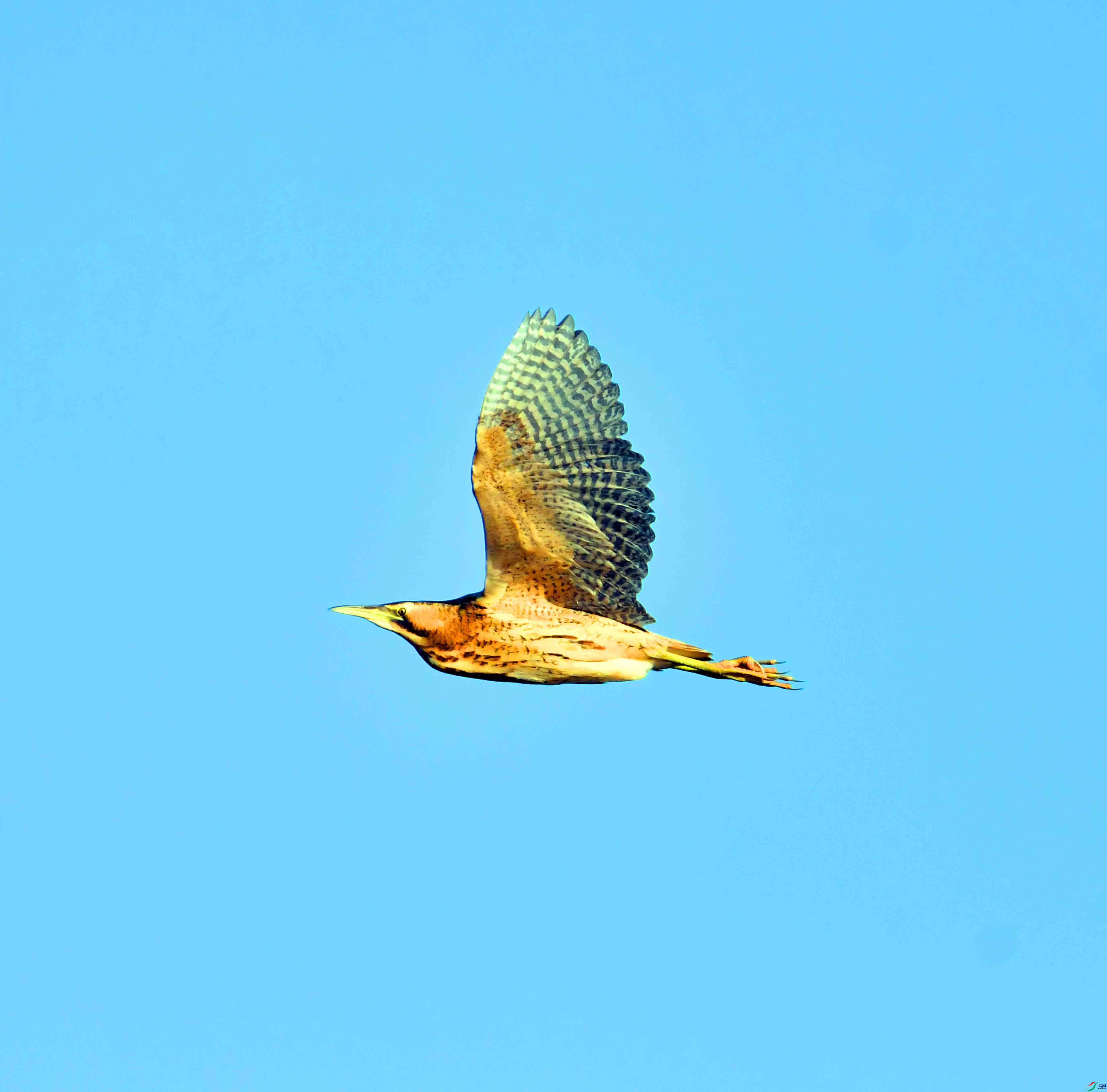 DSC_9966.JPG