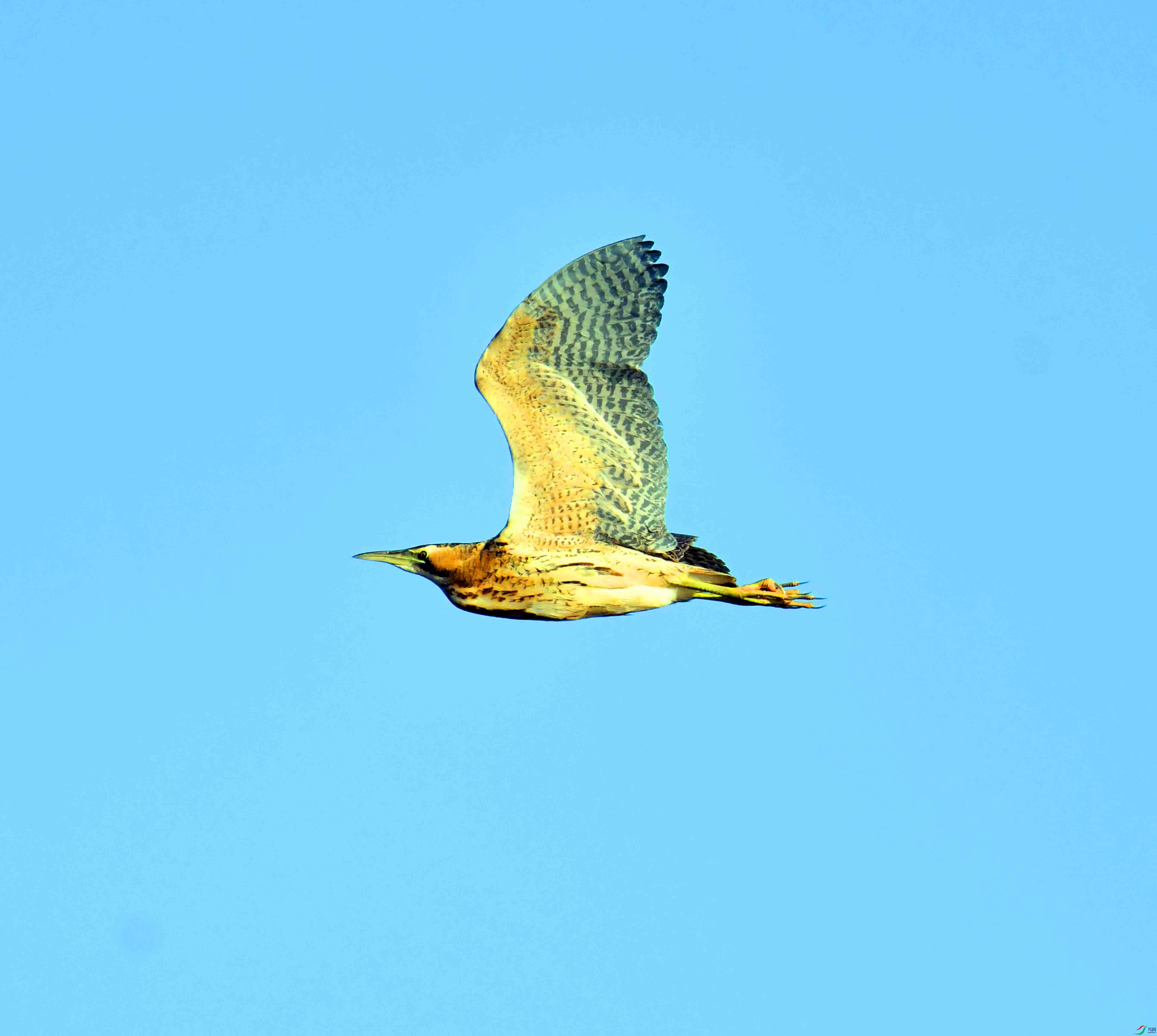 DSC_9967.JPG