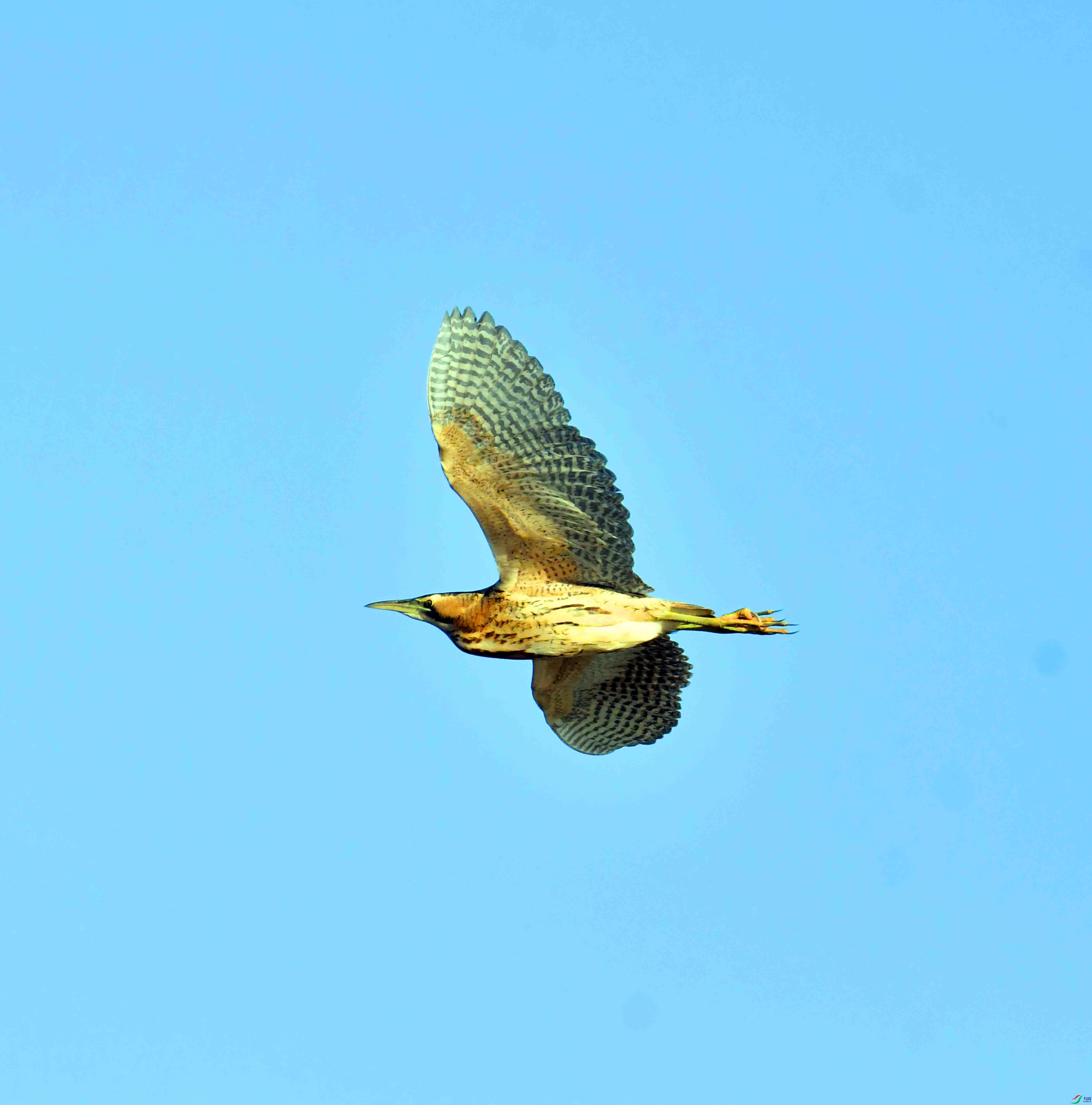DSC_9968.JPG