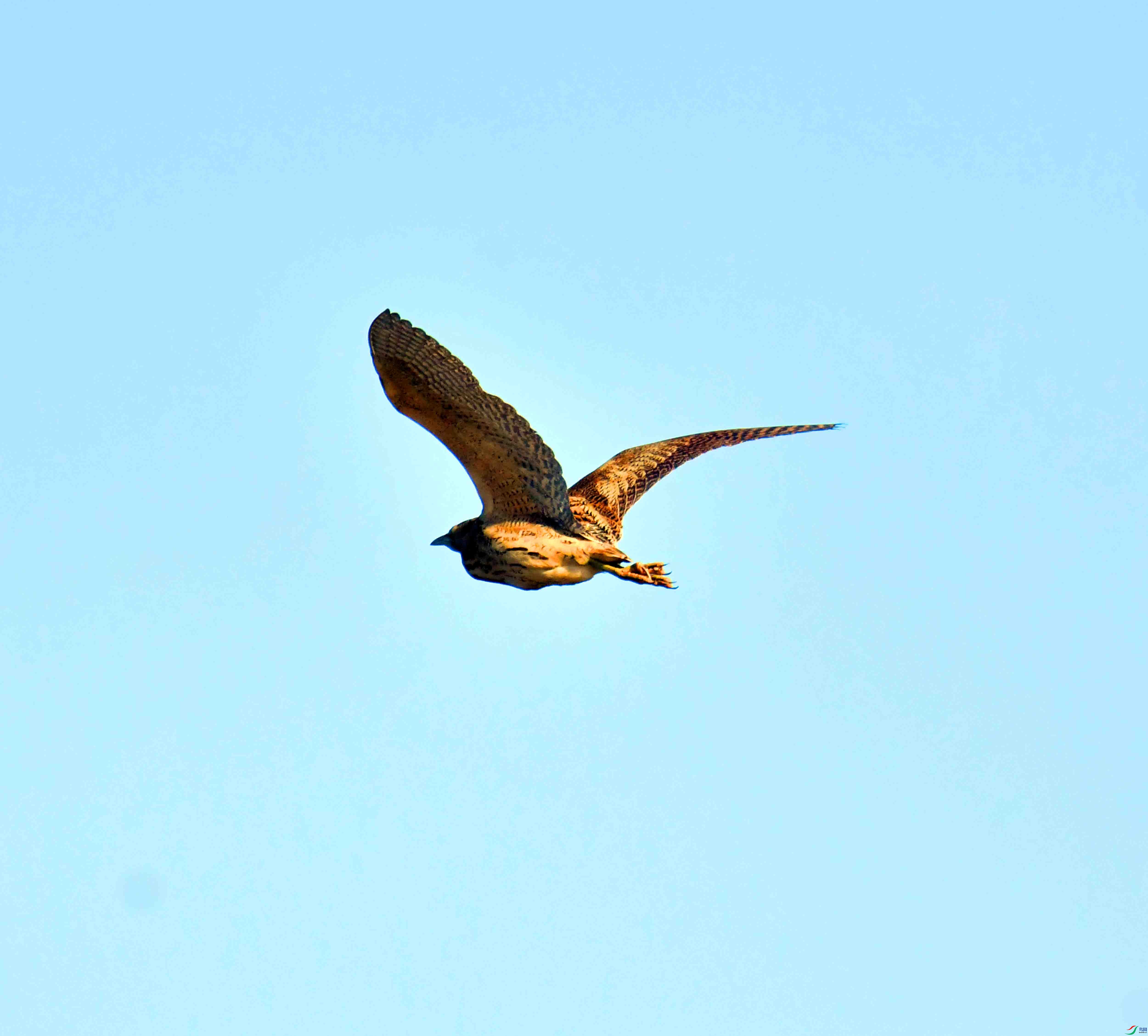 DSC_9977.JPG