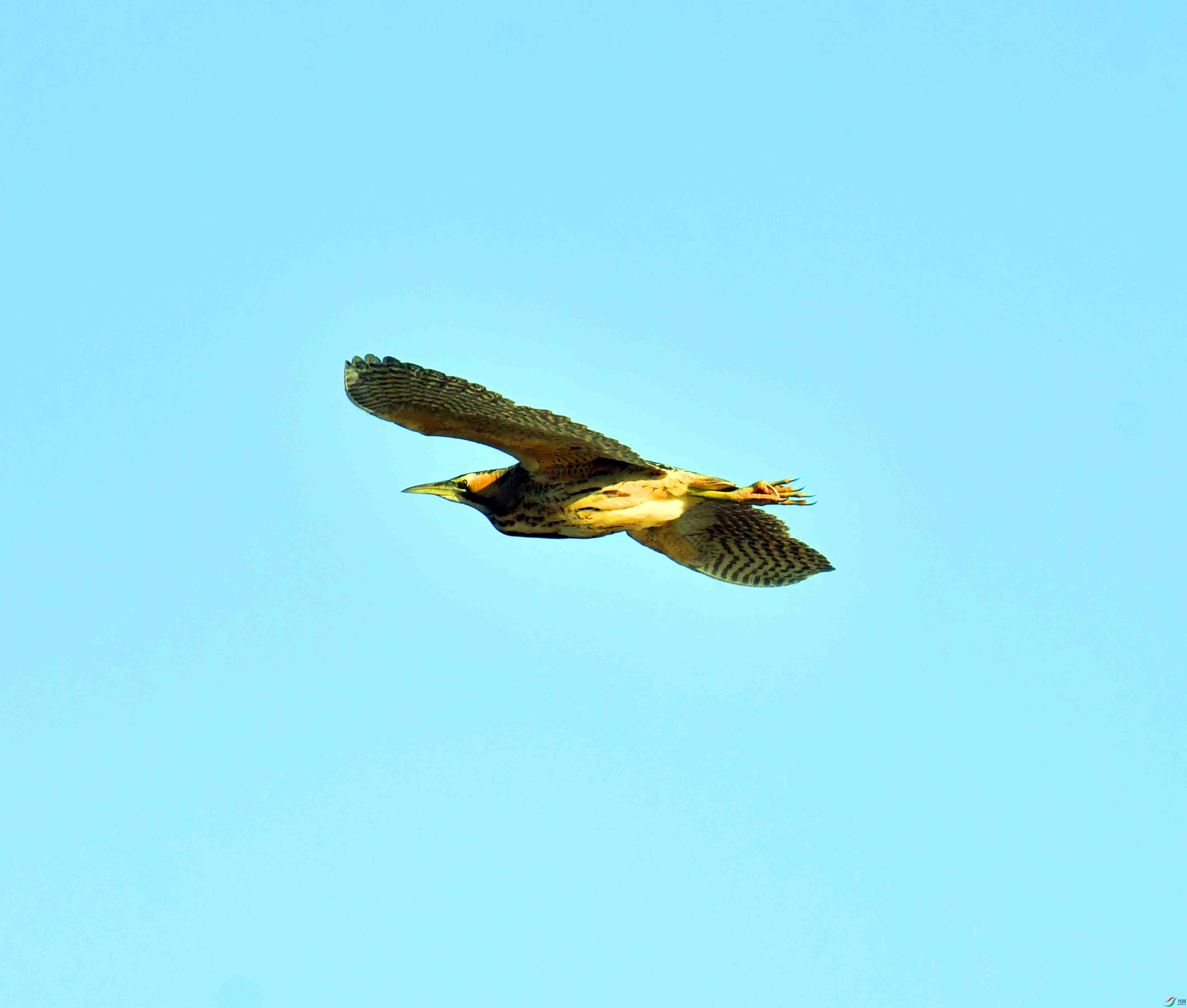 DSC_9972.JPG