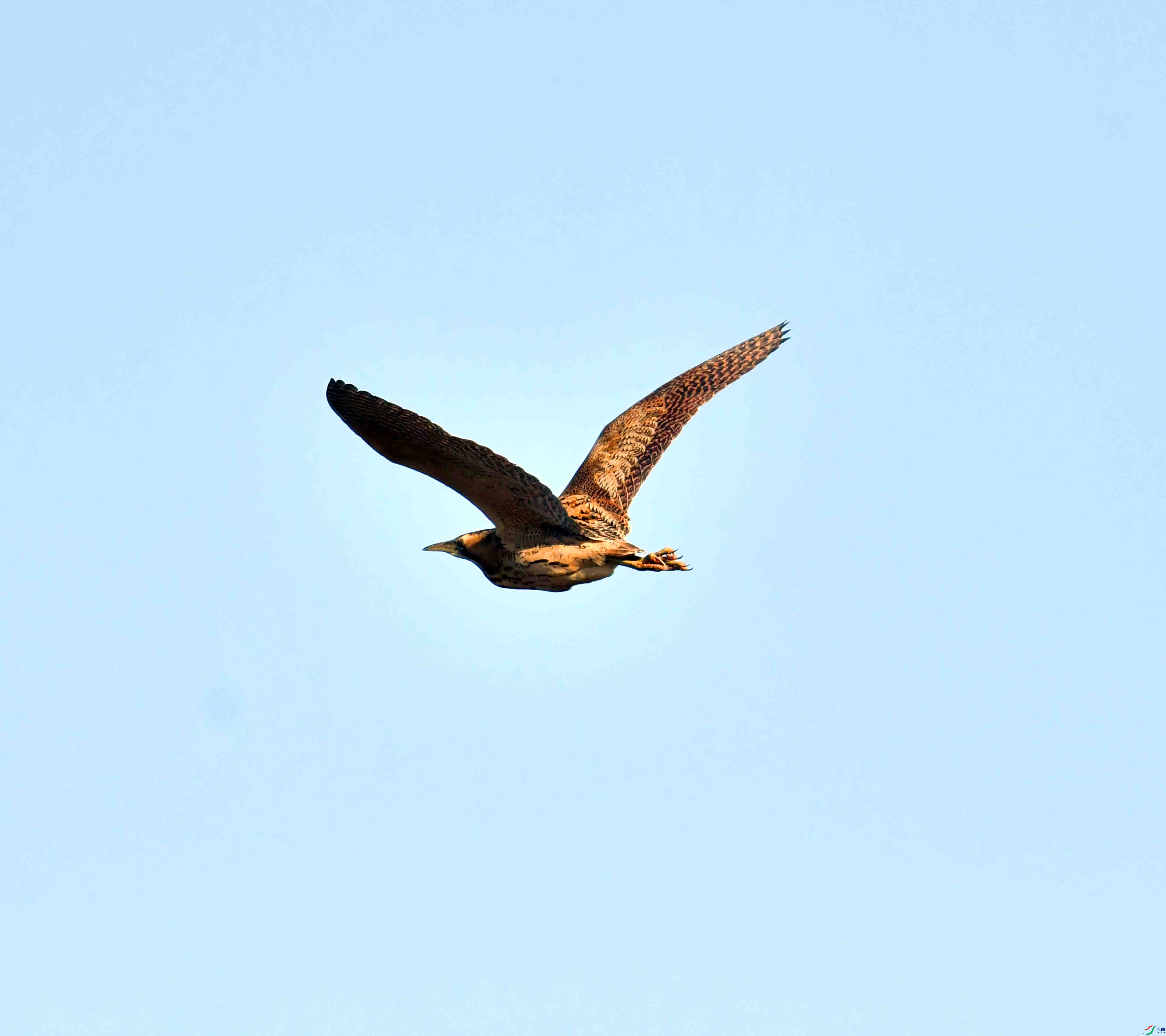 DSC_9981.JPG