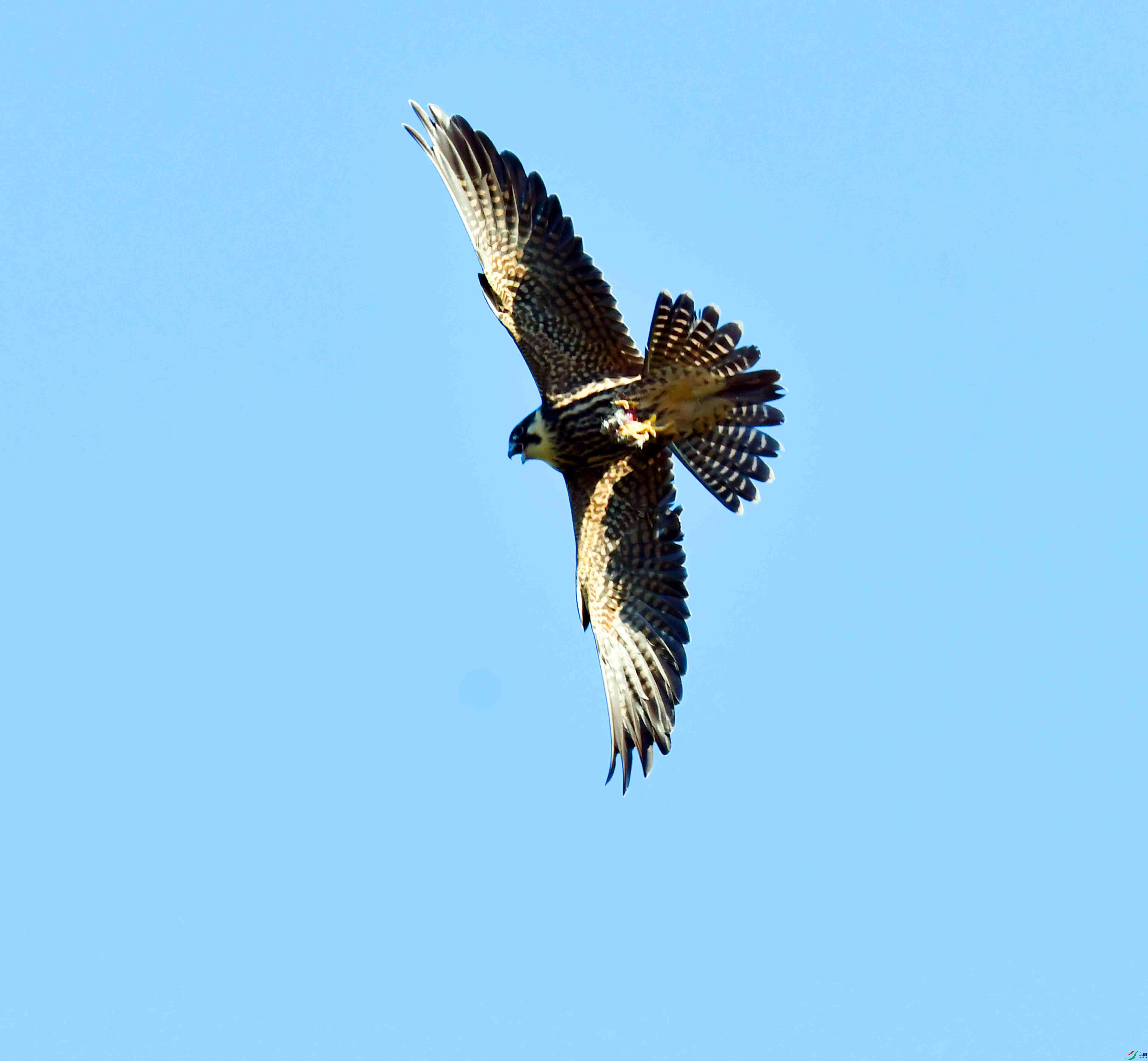 DSC_2186.JPG