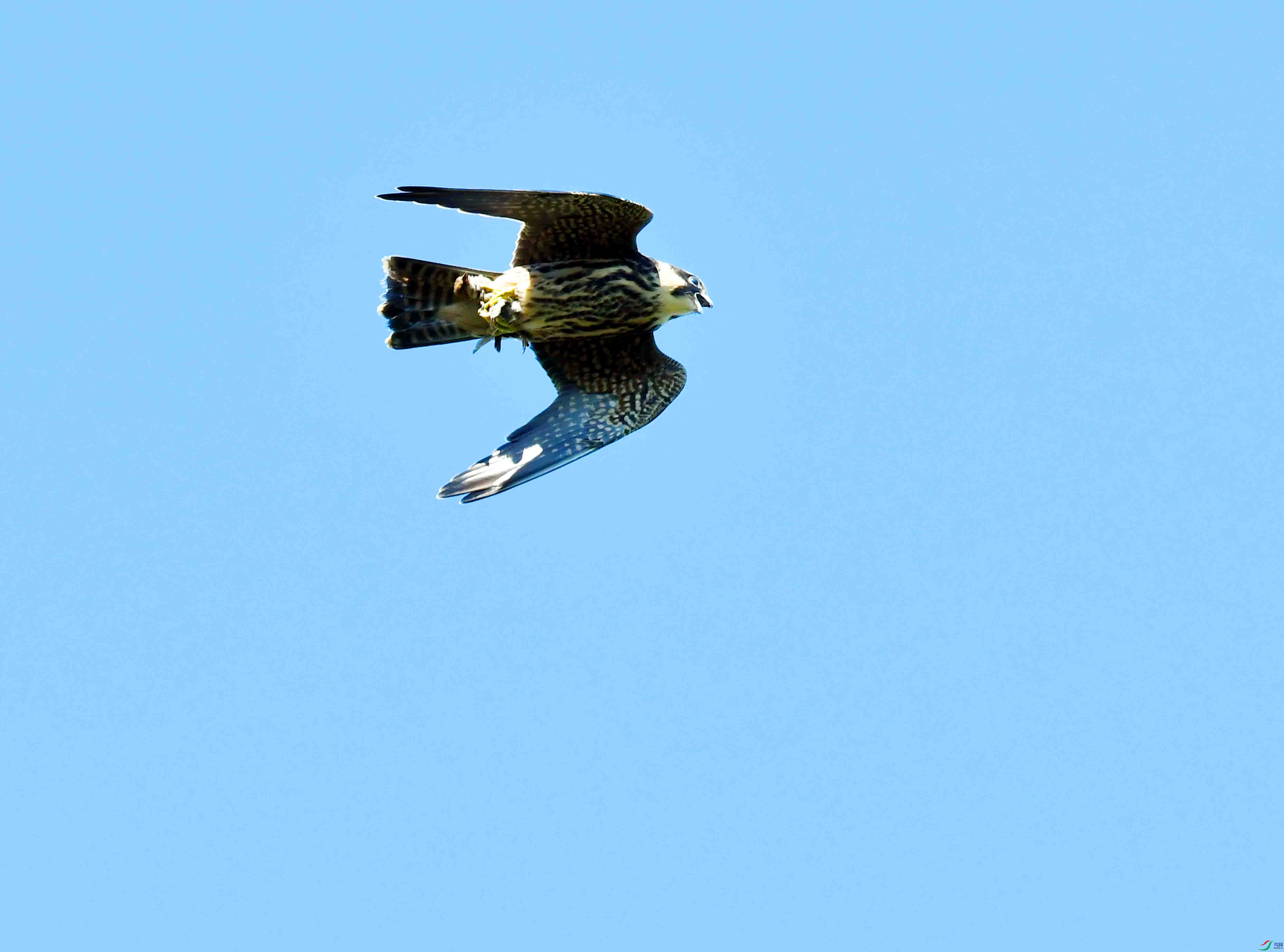DSC_2259.JPG