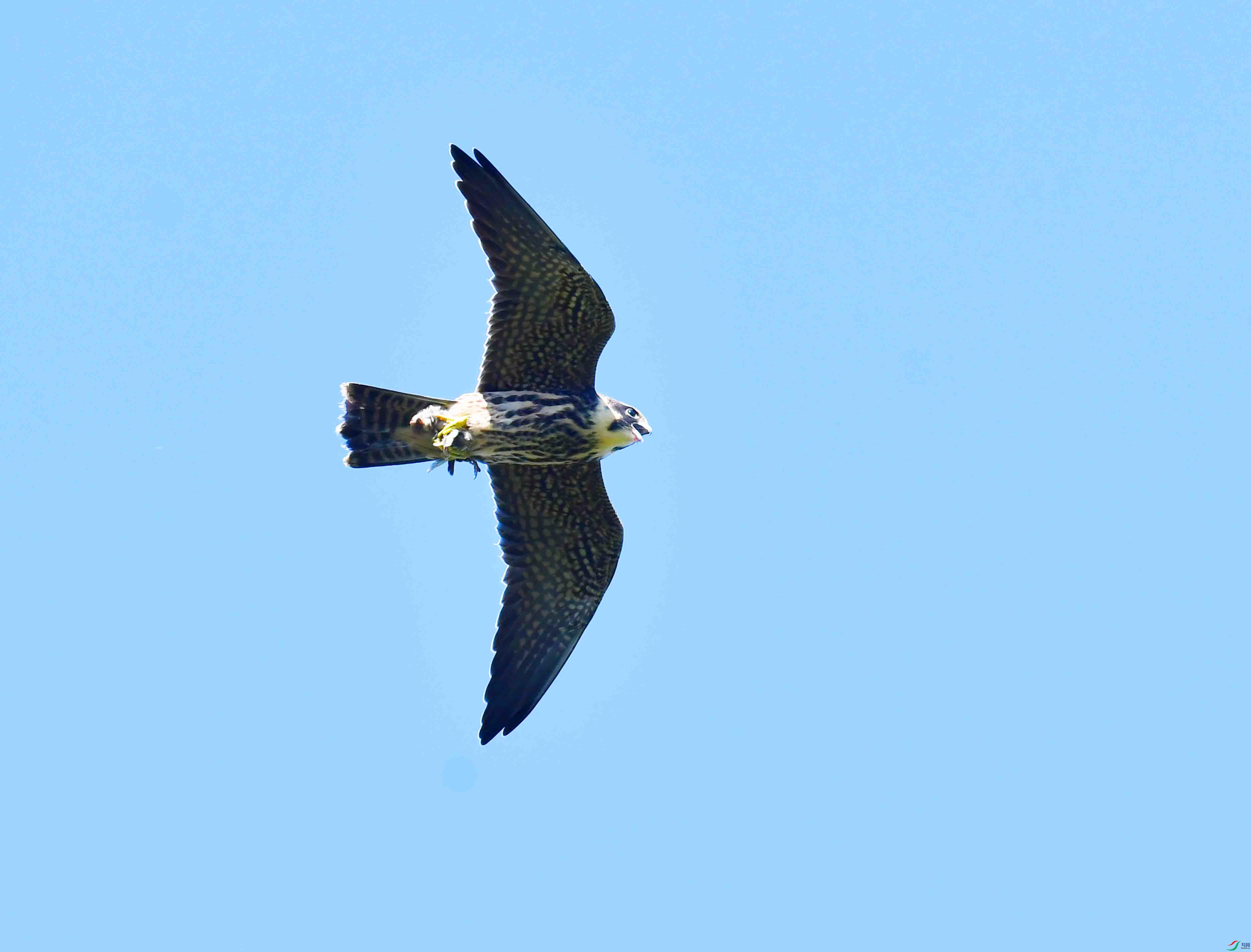 DSC_2261.JPG