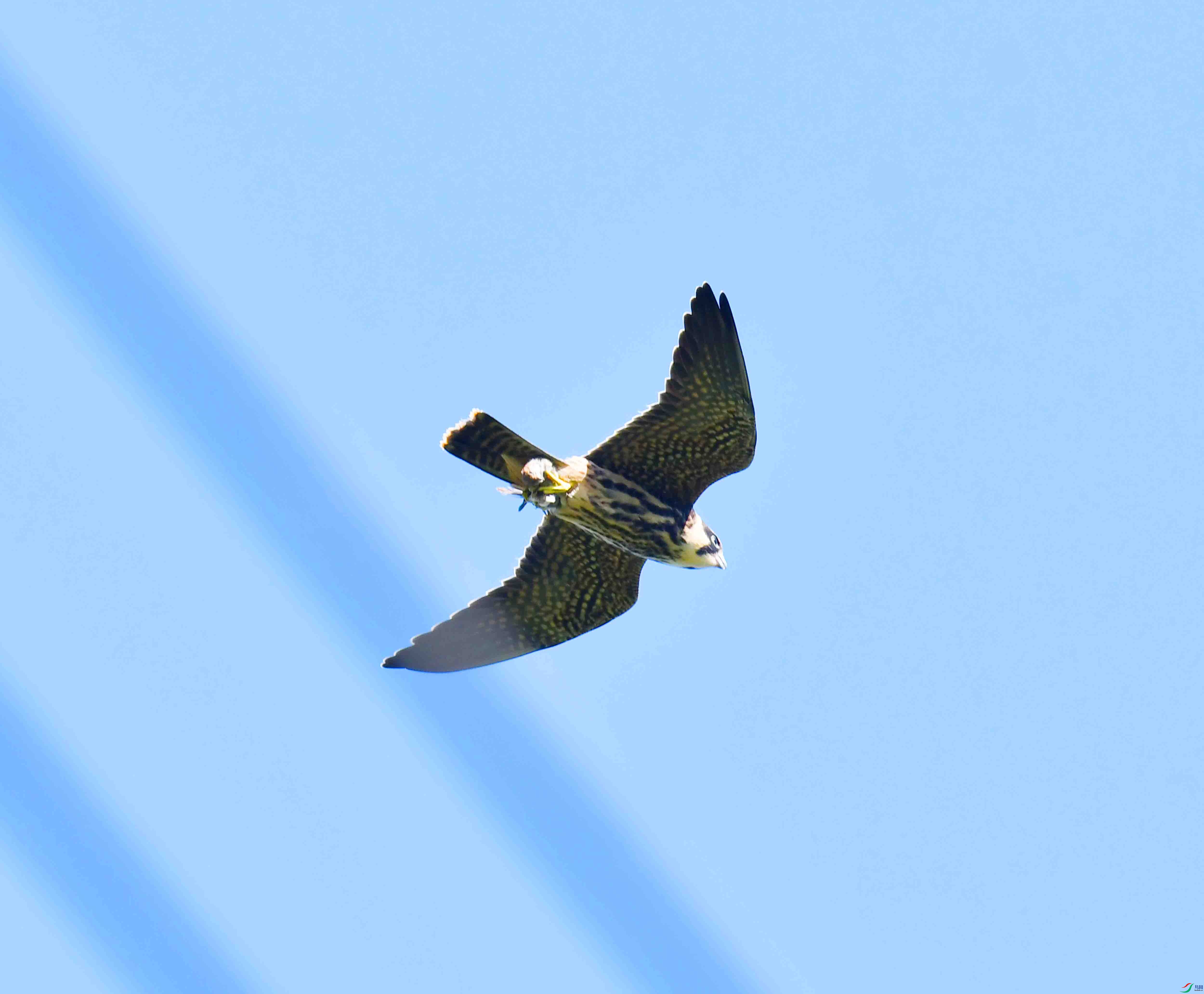 DSC_2265.JPG