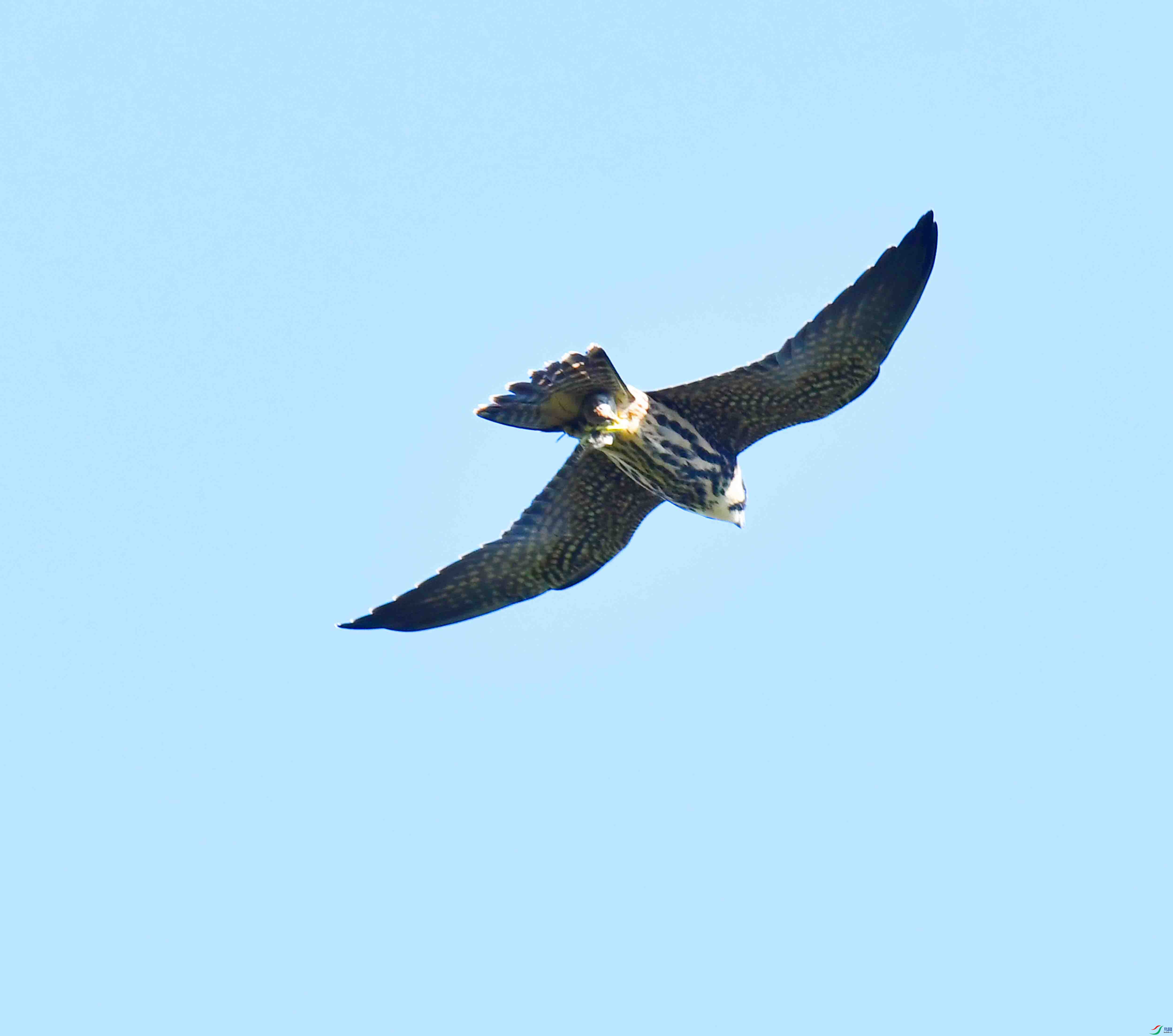 DSC_2268.JPG