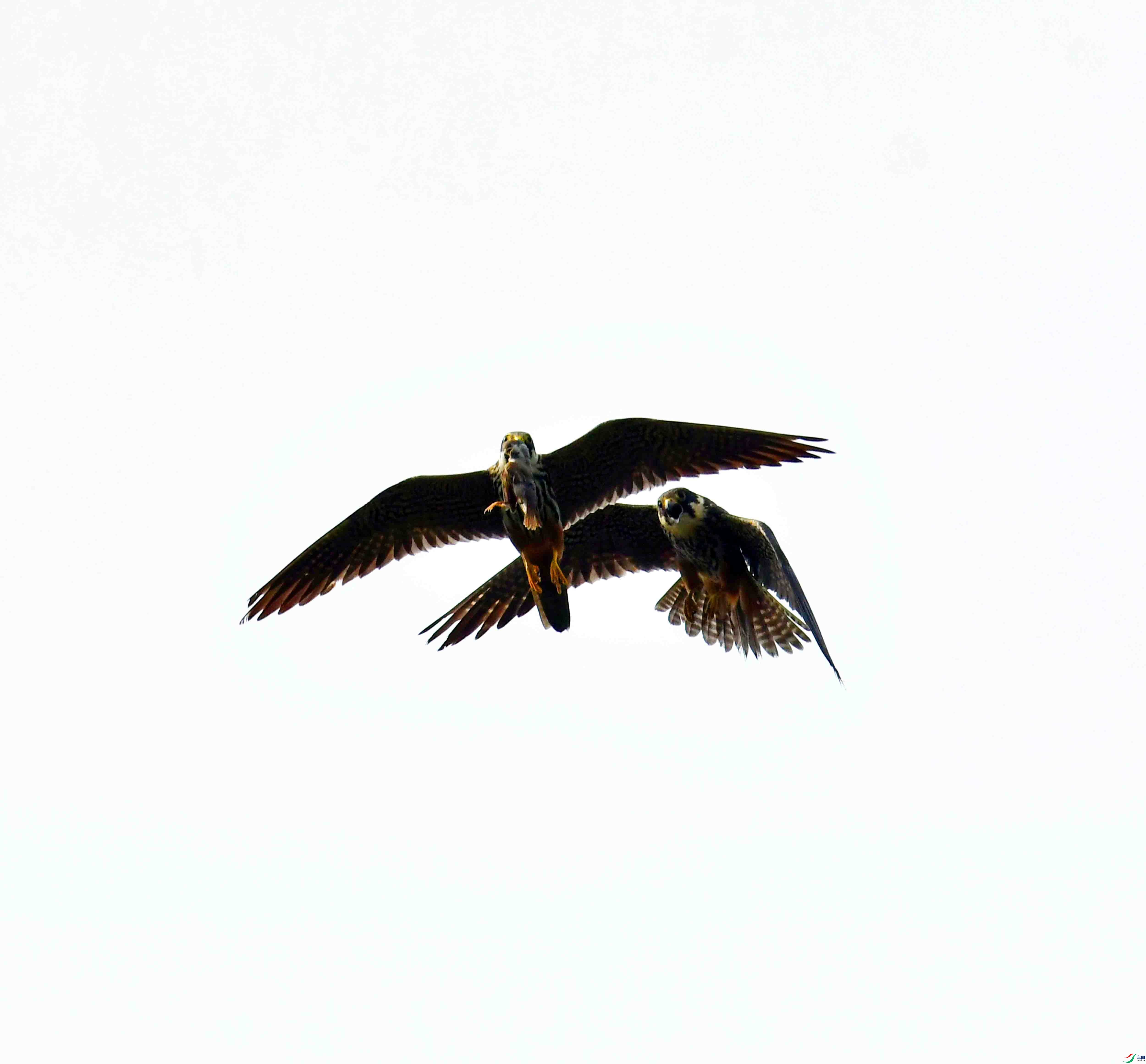 DSC_2494.JPG