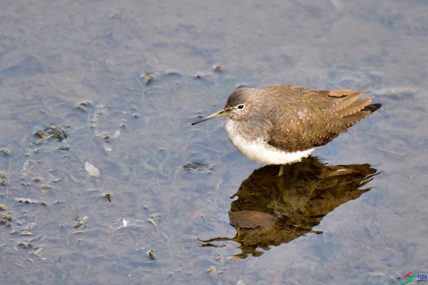 DSC_4387.JPG