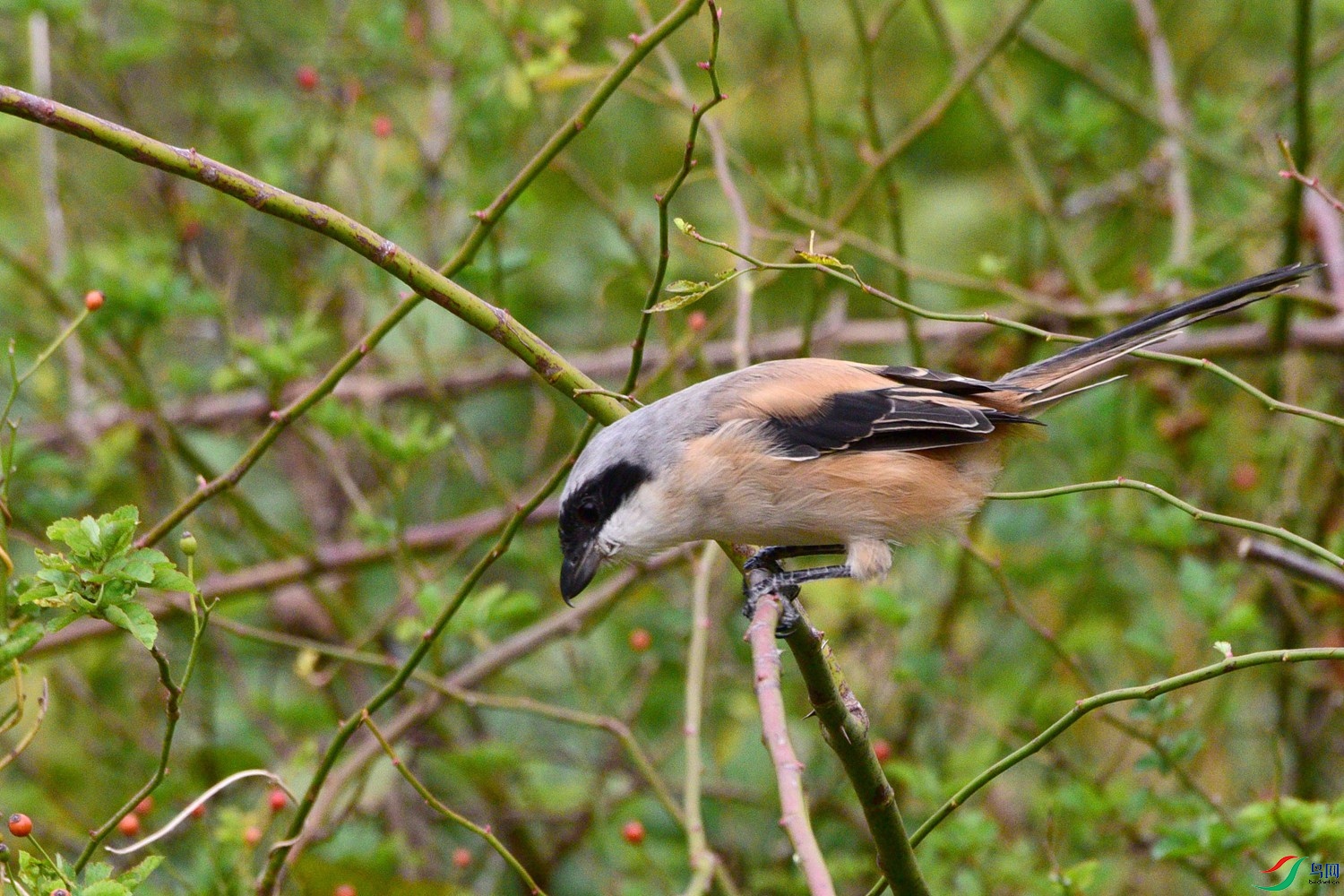 DSC_3817.JPG