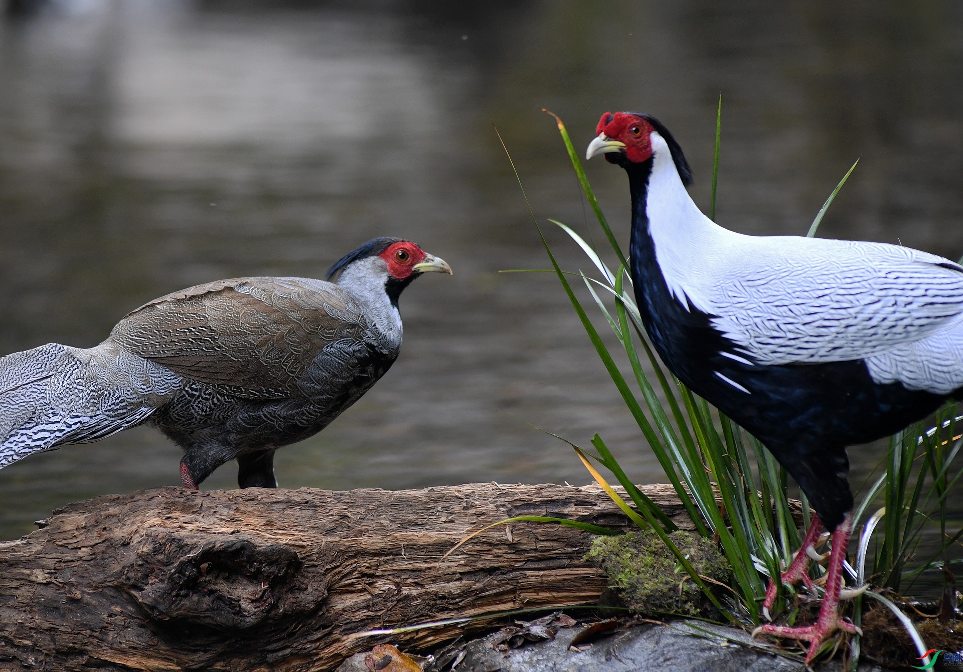 DSC_0051.jpg