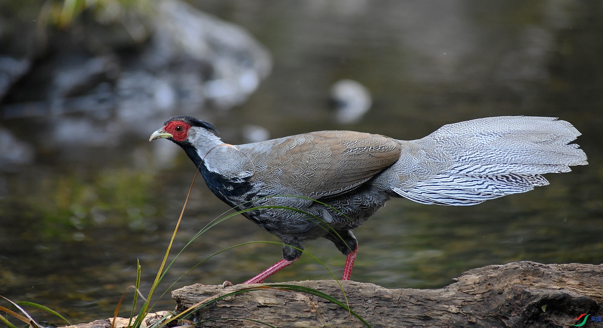 DSC_0146.jpg