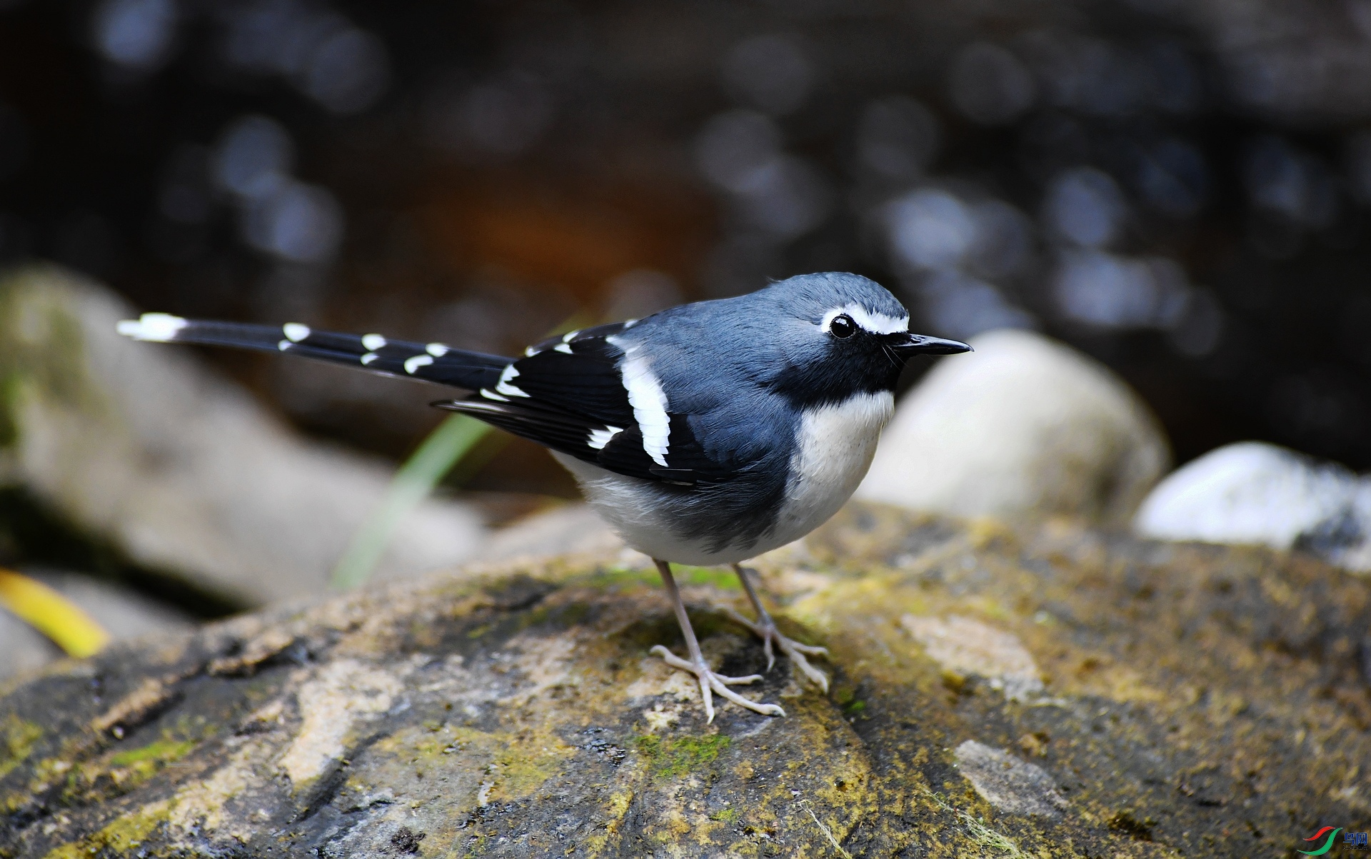 DSC_6968.jpg