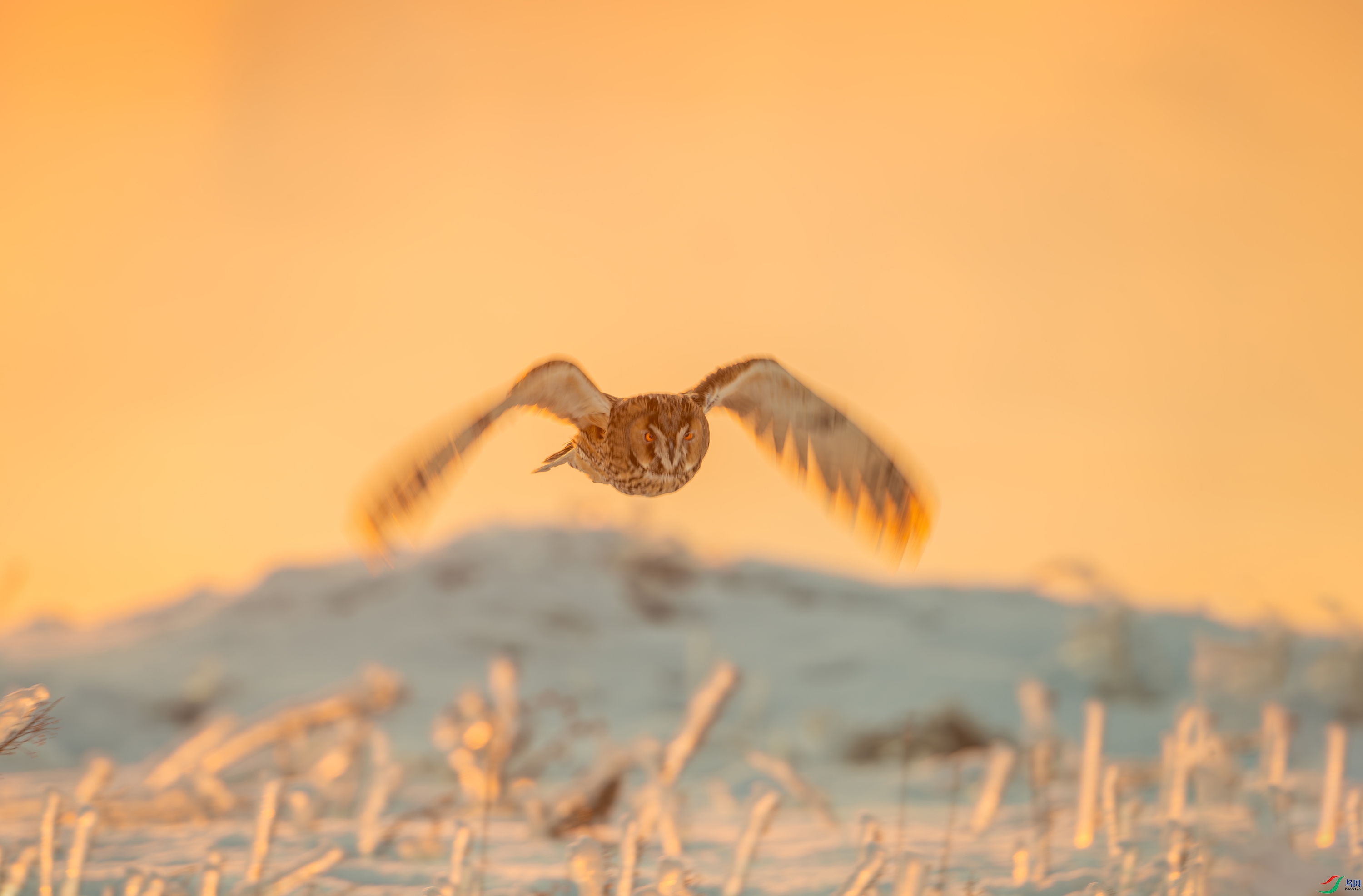 DSC_8571-����ǿ-NR ���� 2.jpg