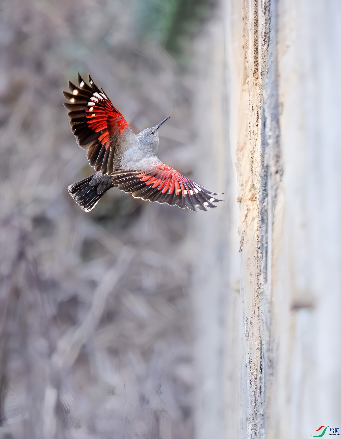 L25_0009-����ǿ-NR ����.jpg