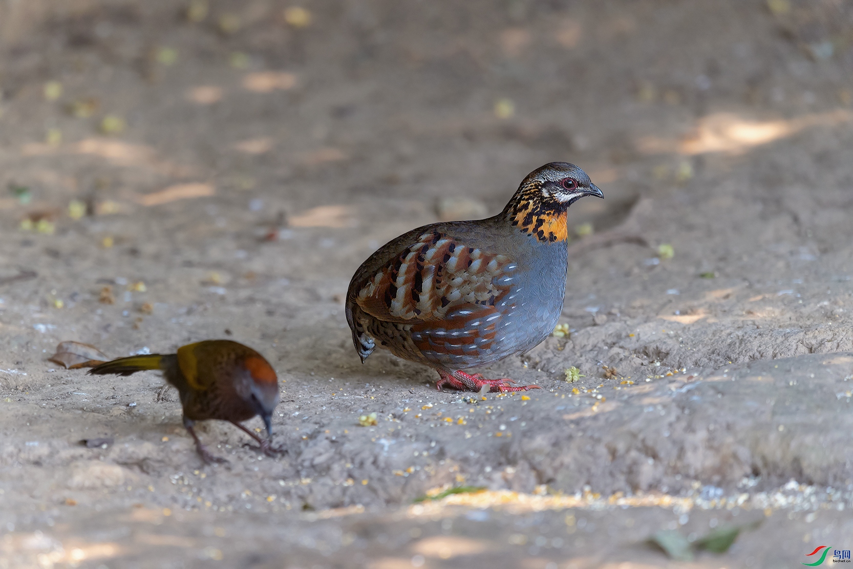 DSC_2973_DxOa.jpg