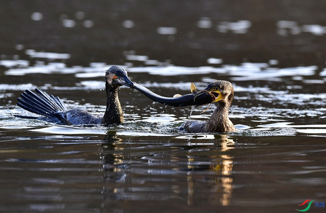 ��ˡ����š���