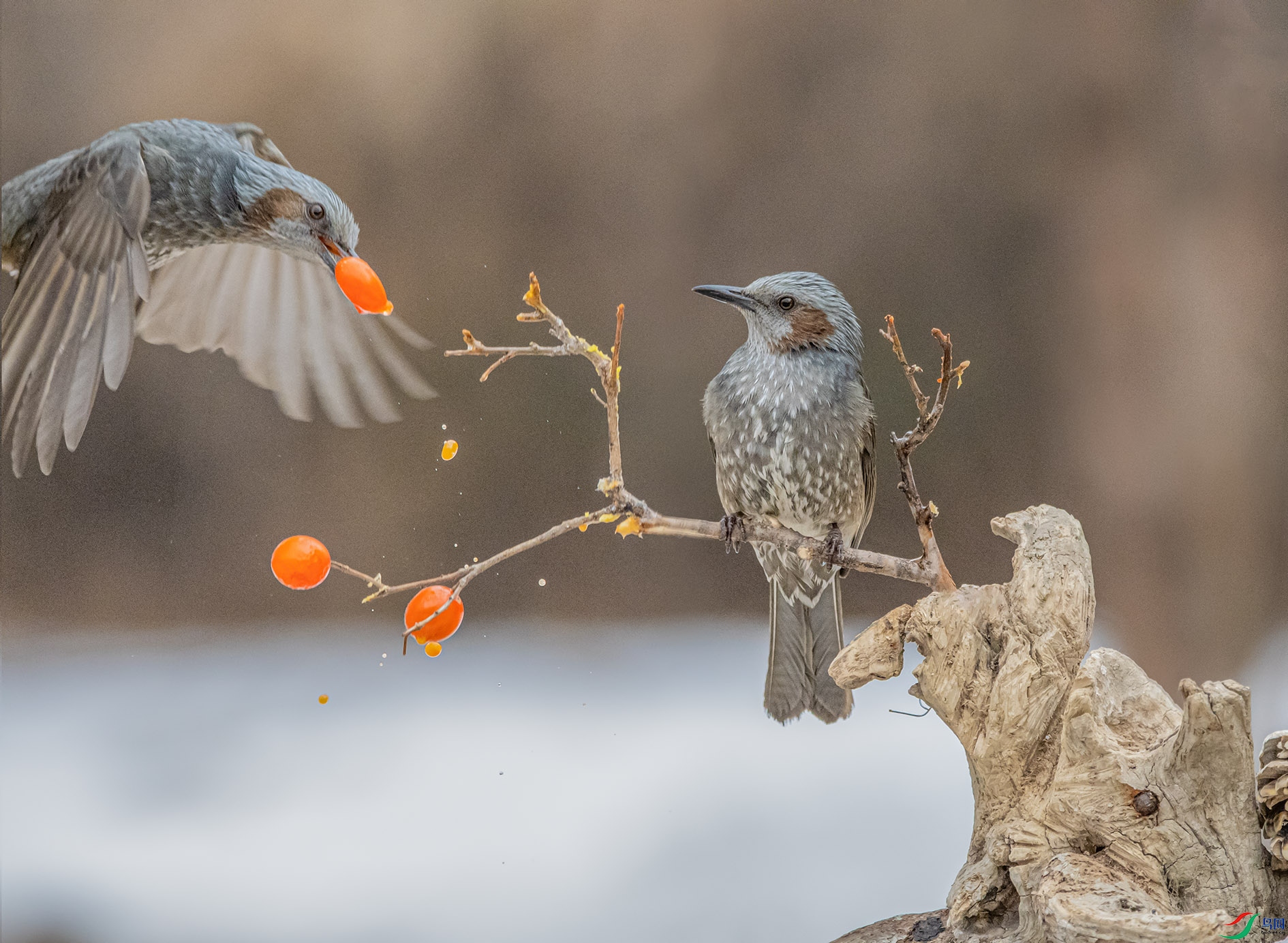 DSC_3580_��ͼ�� ����.jpg