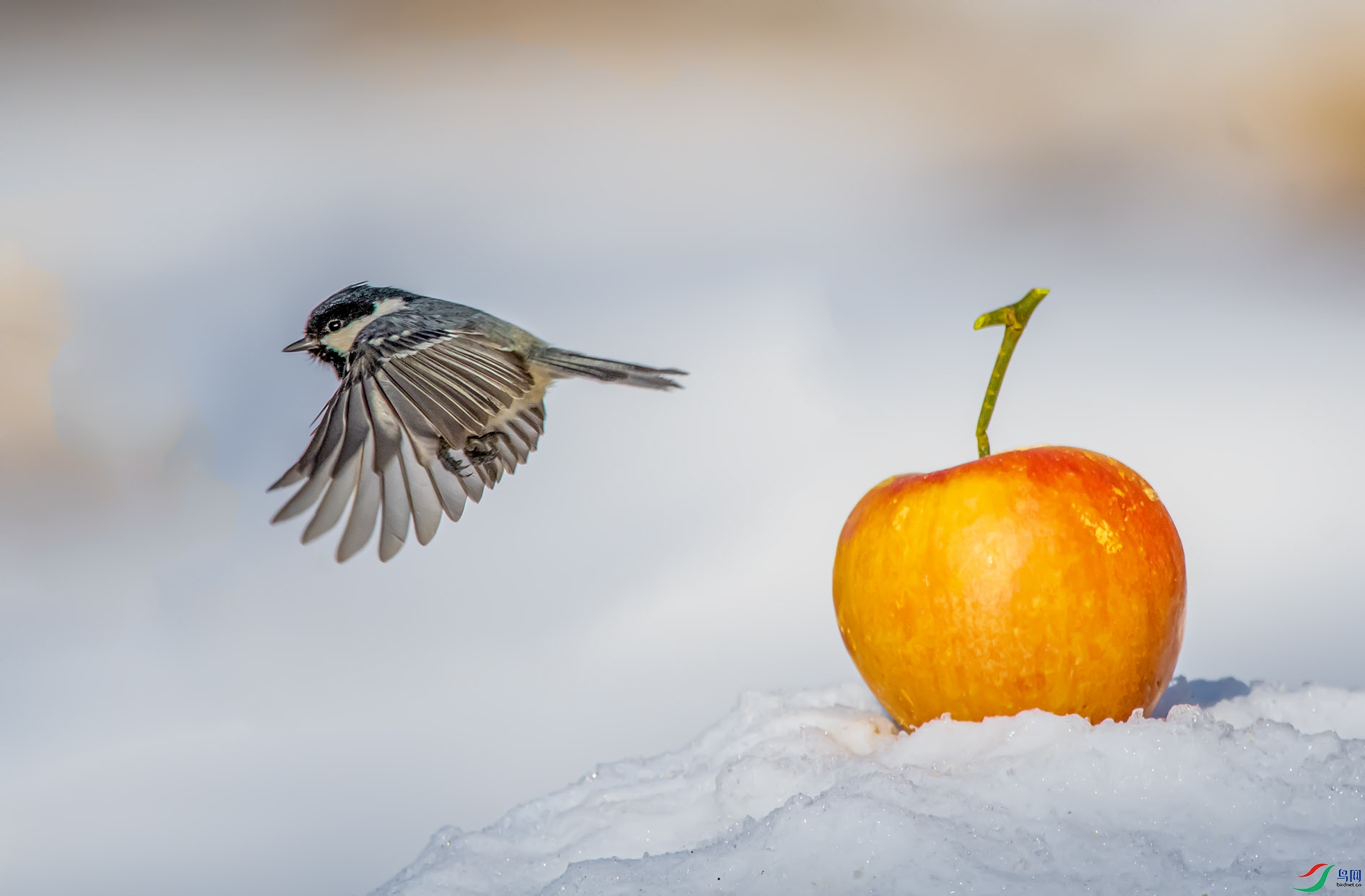 DSC_9454_��ͼ�� ����.jpg