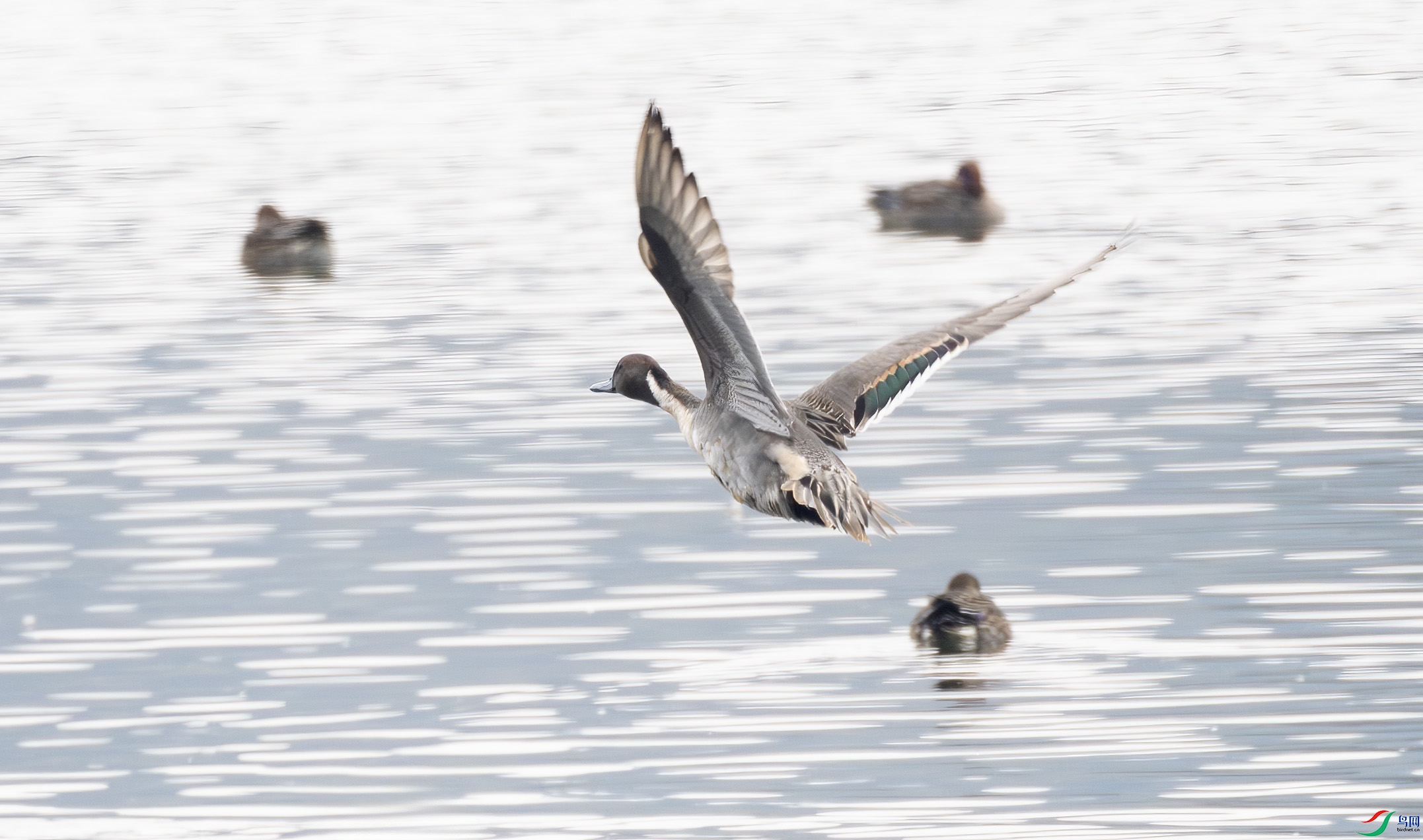 G47A0745-����ǿ-NR ����.jpg