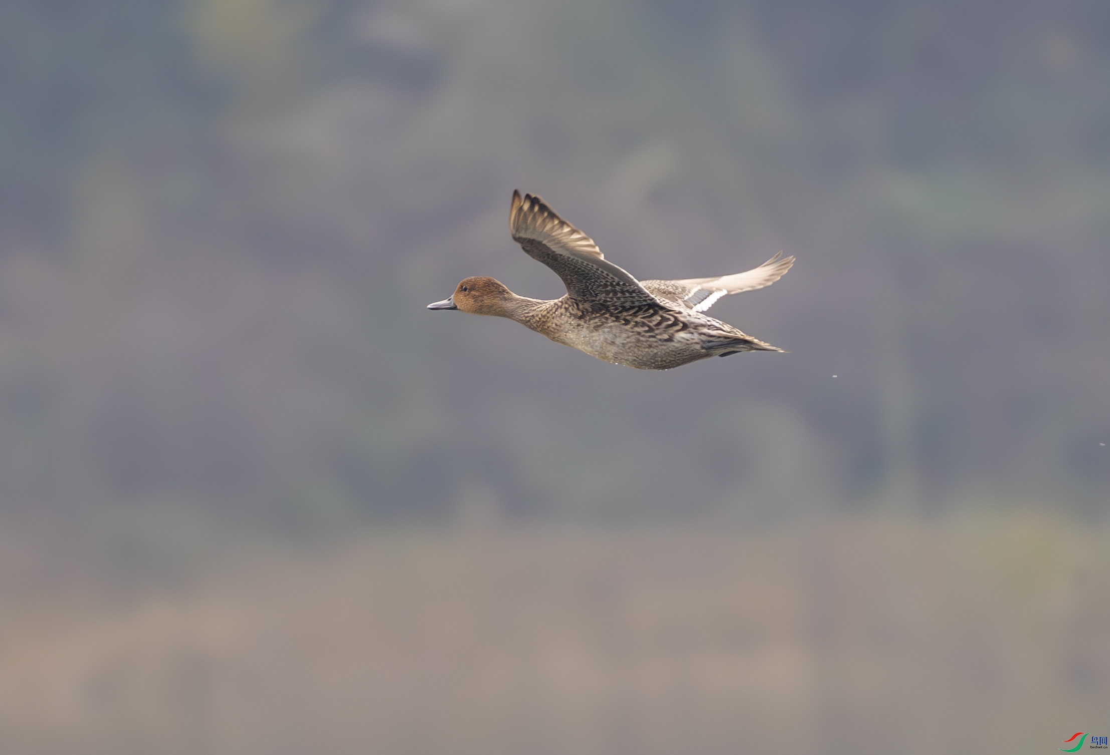 G47A0550-����ǿ-NR ����.jpg