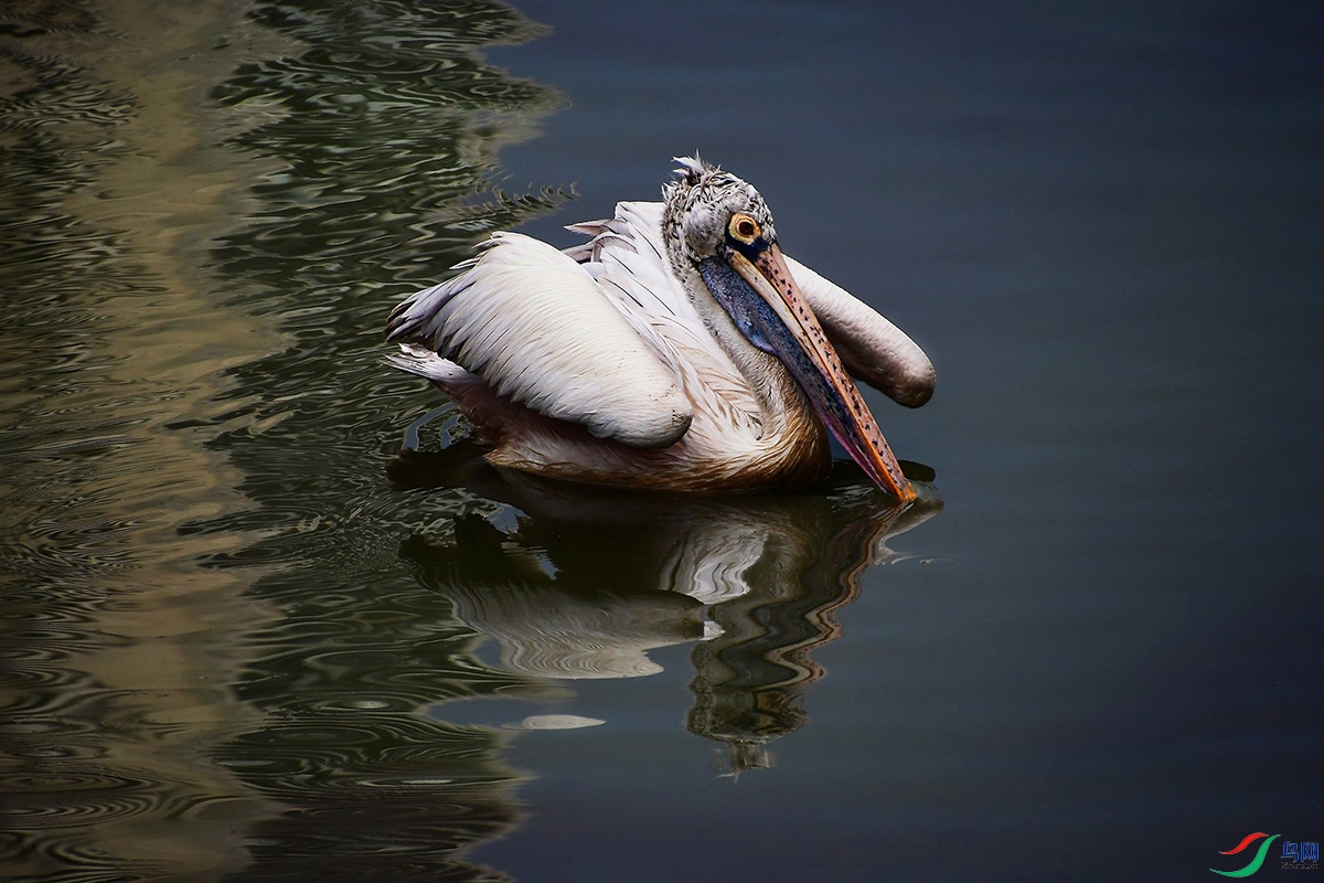 DSC_0801_.jpg