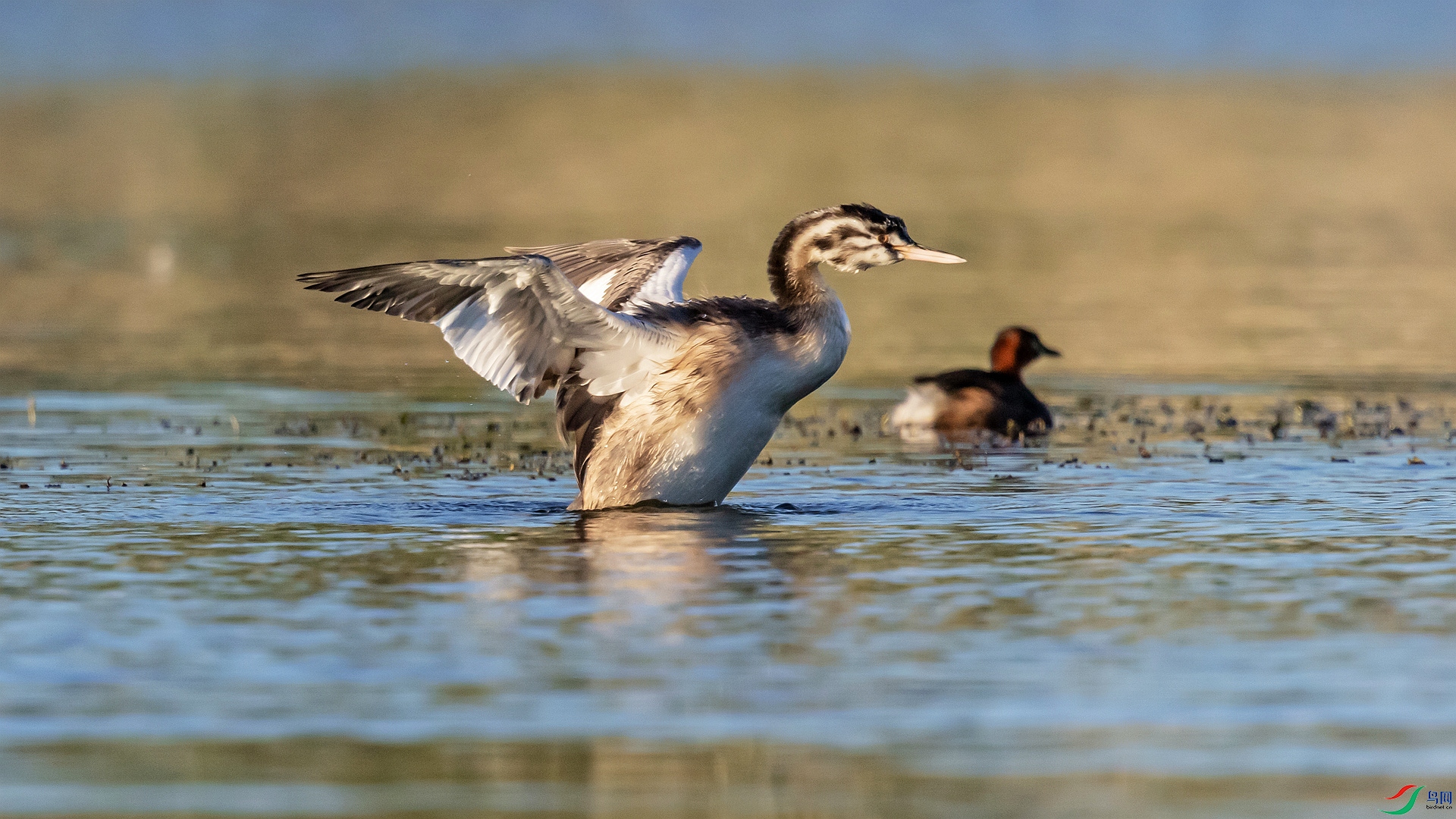 ��ͷ����