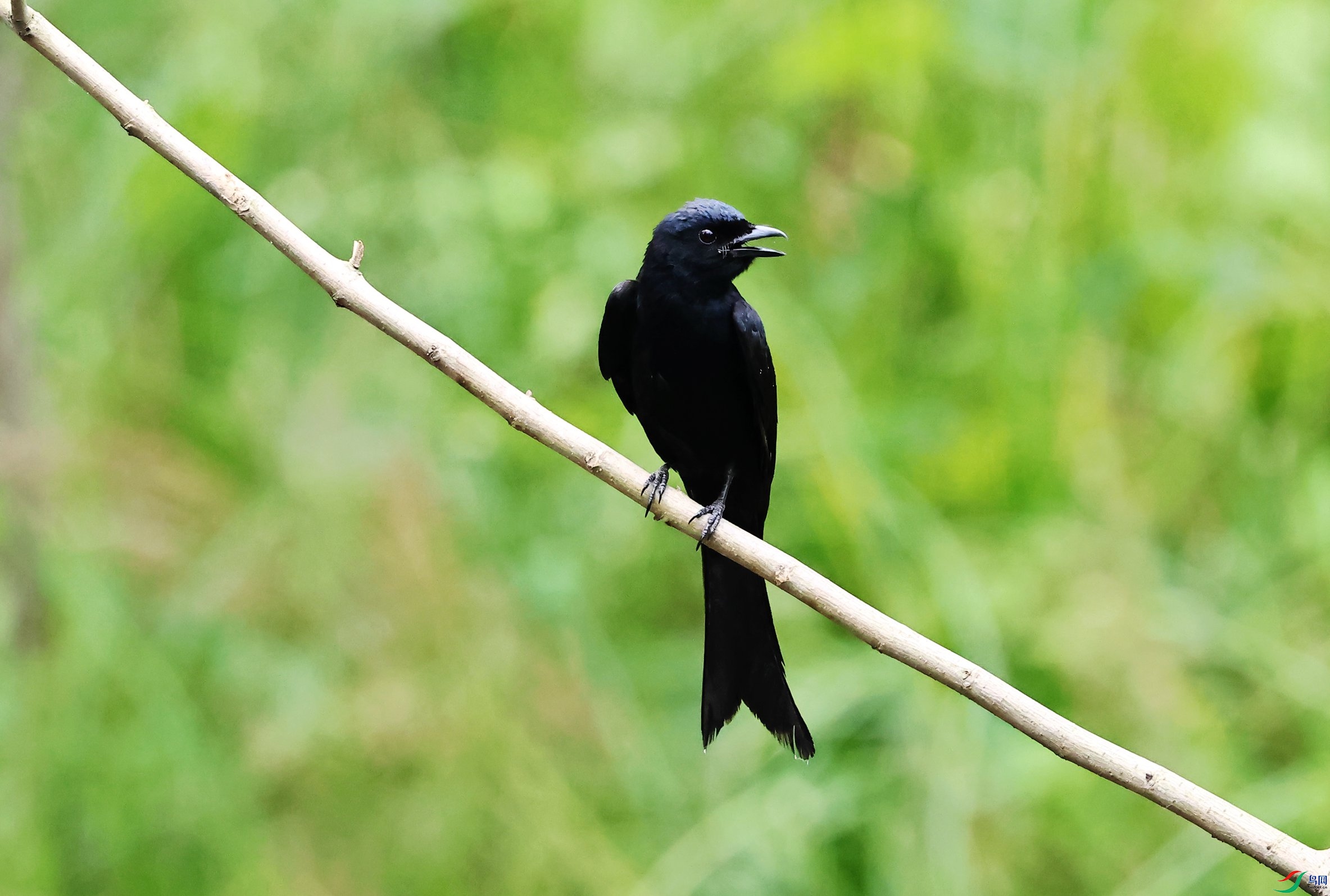 �ھ�β�� (28).JPG