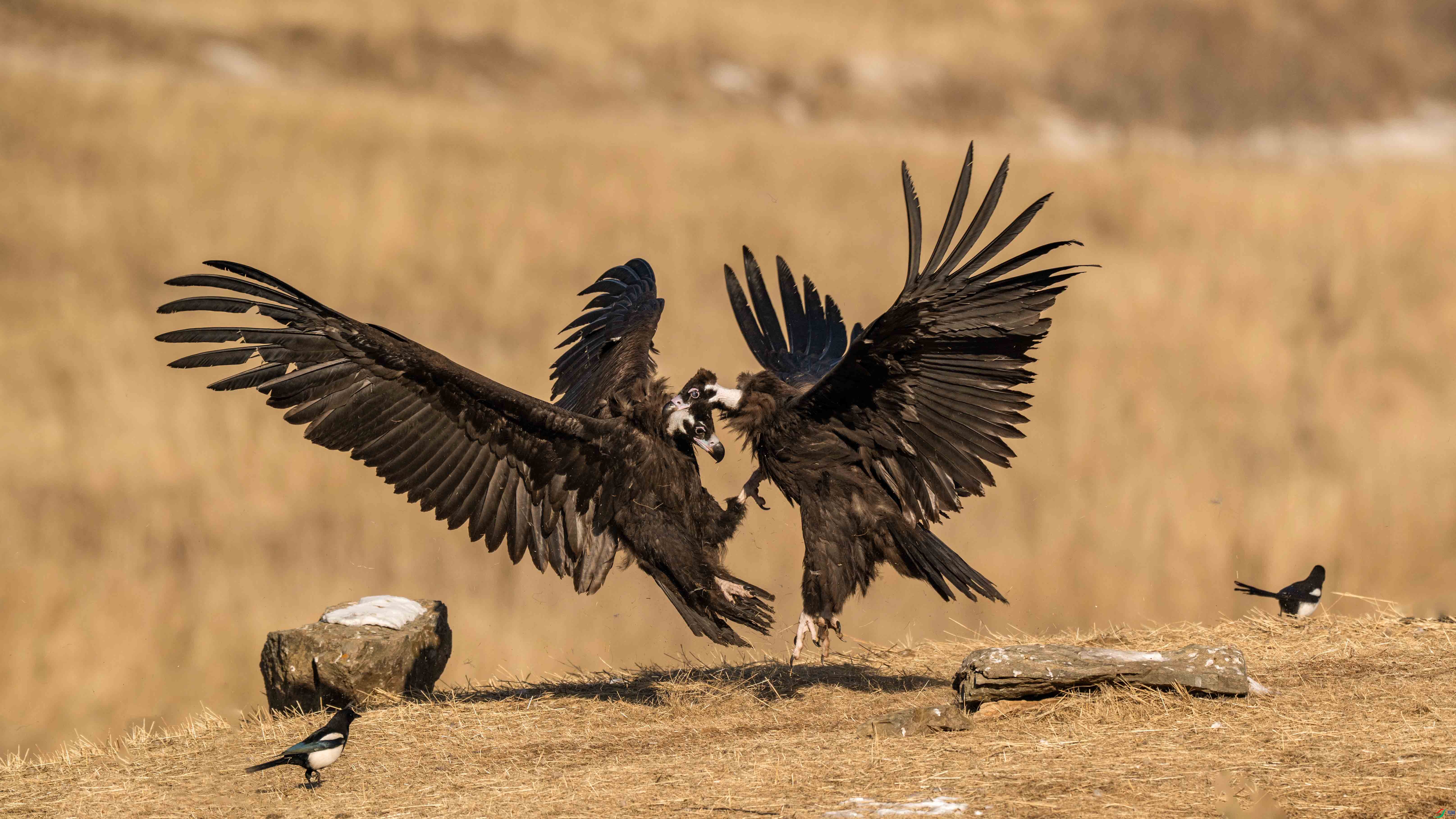 _DSC7909 ����xiao.jpg