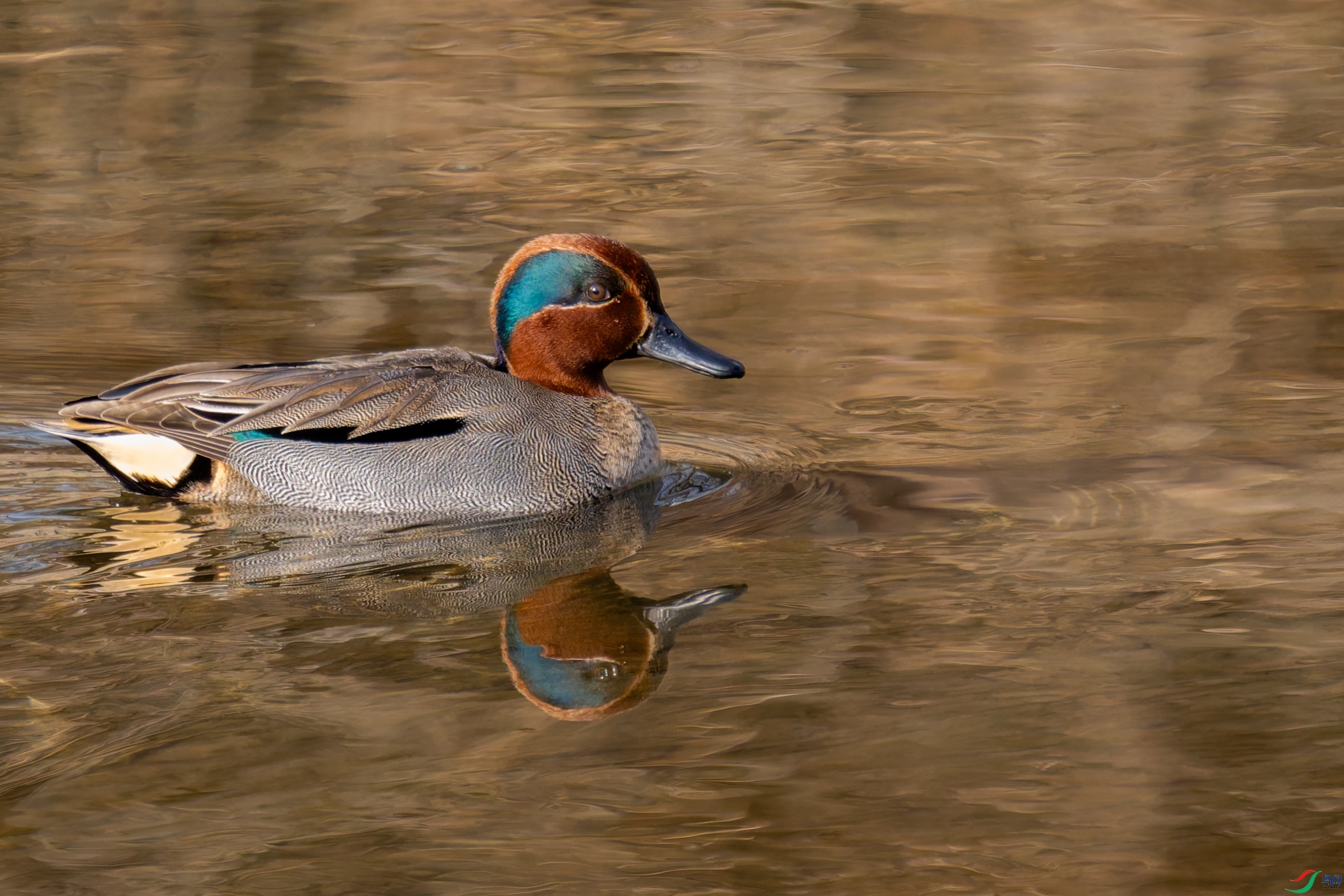 DSC_3758-001.jpg