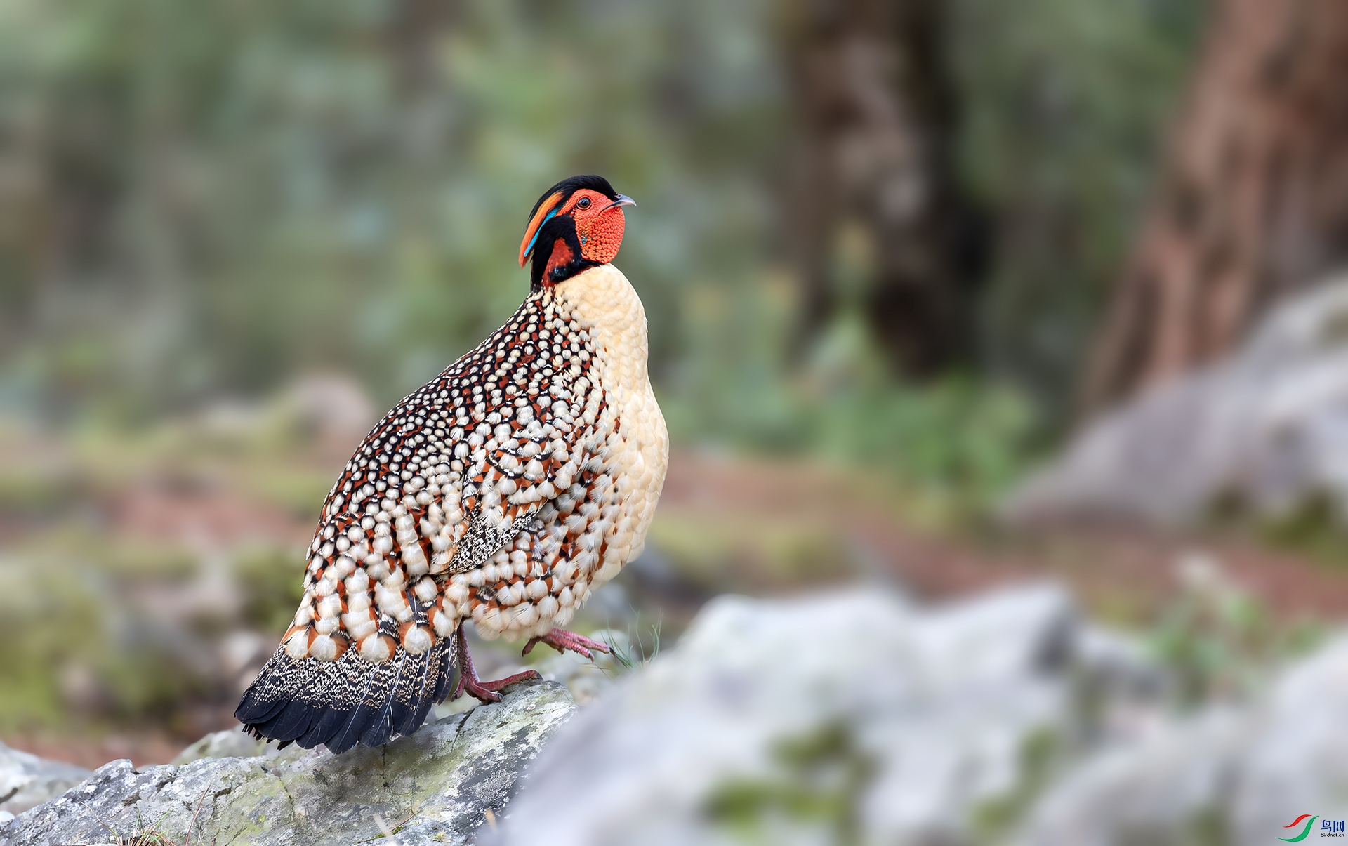 060A4345-----11  .jpg