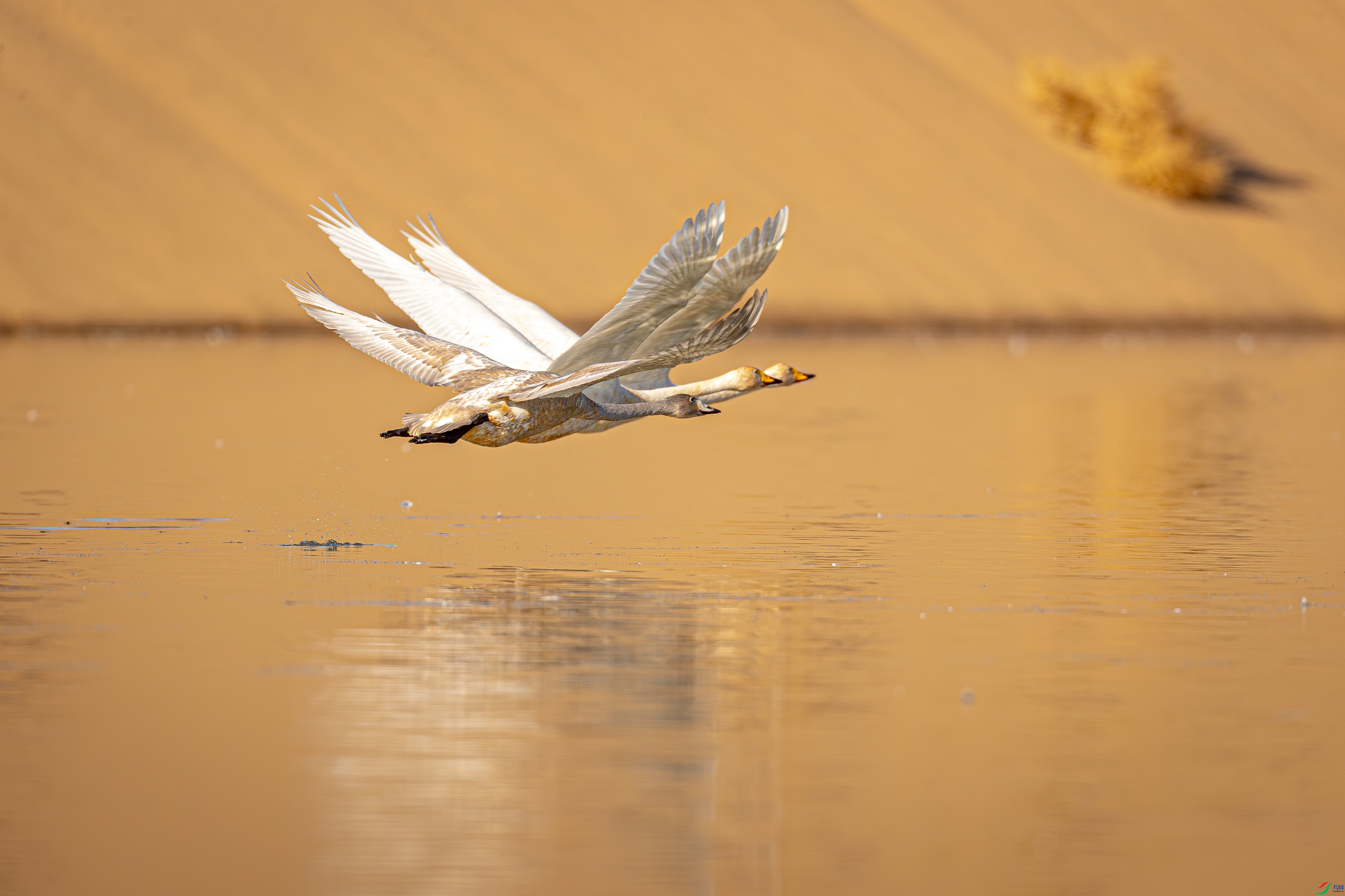 һ������