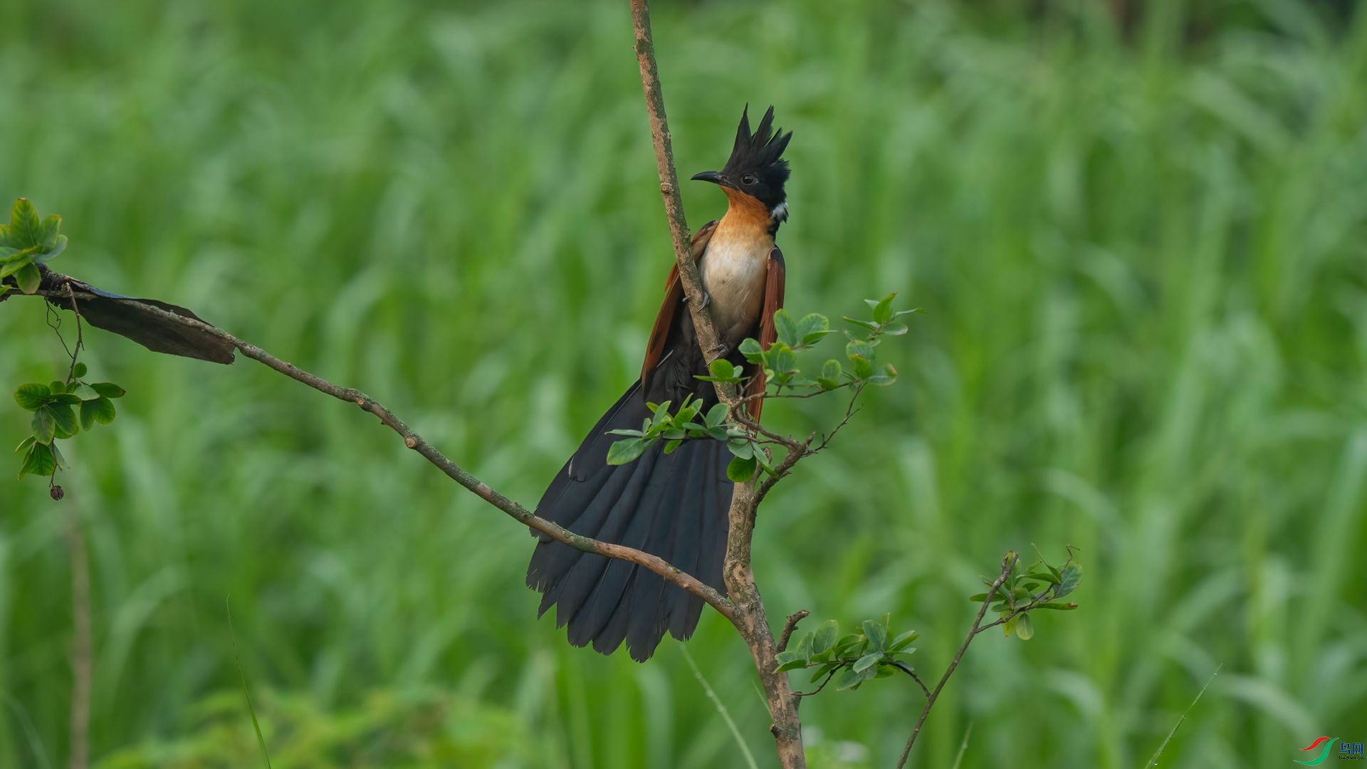 DSC06953 ����.jpg