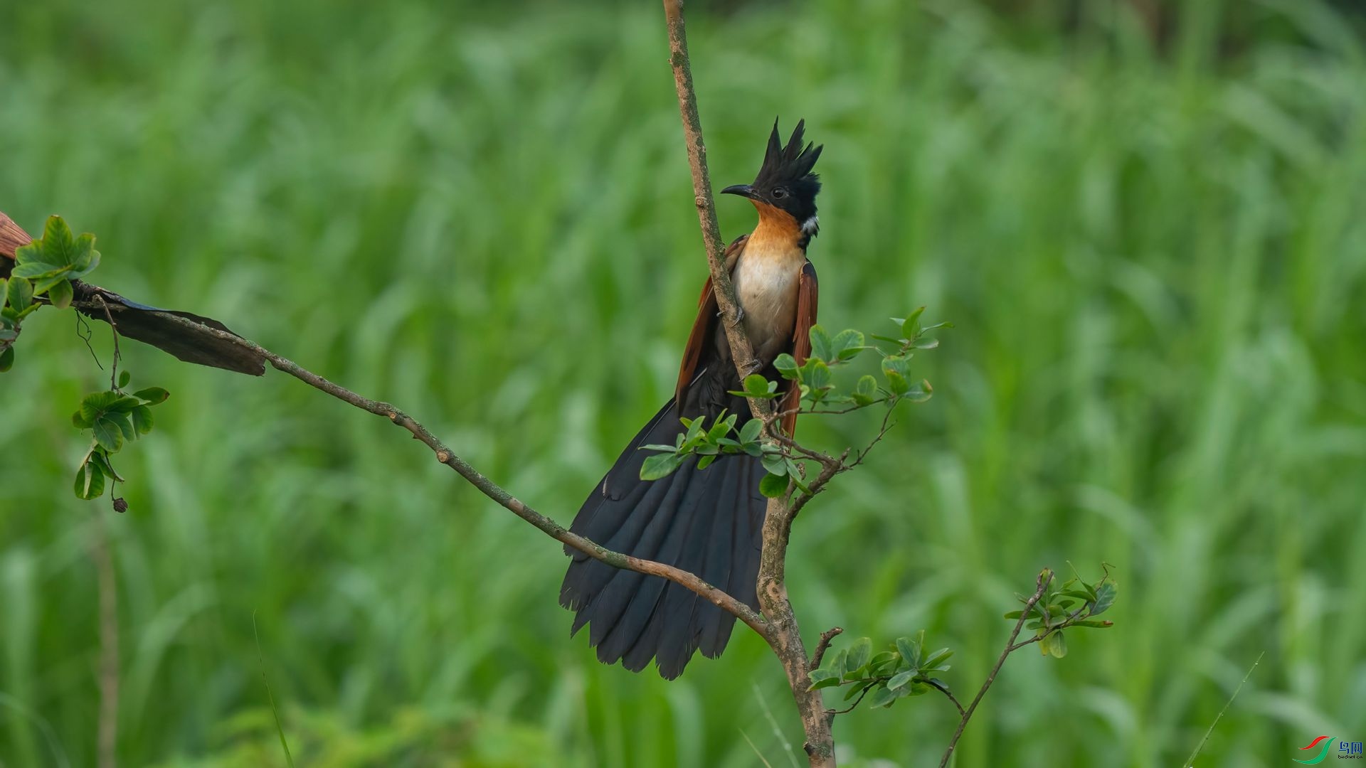 DSC06956 ����.jpg