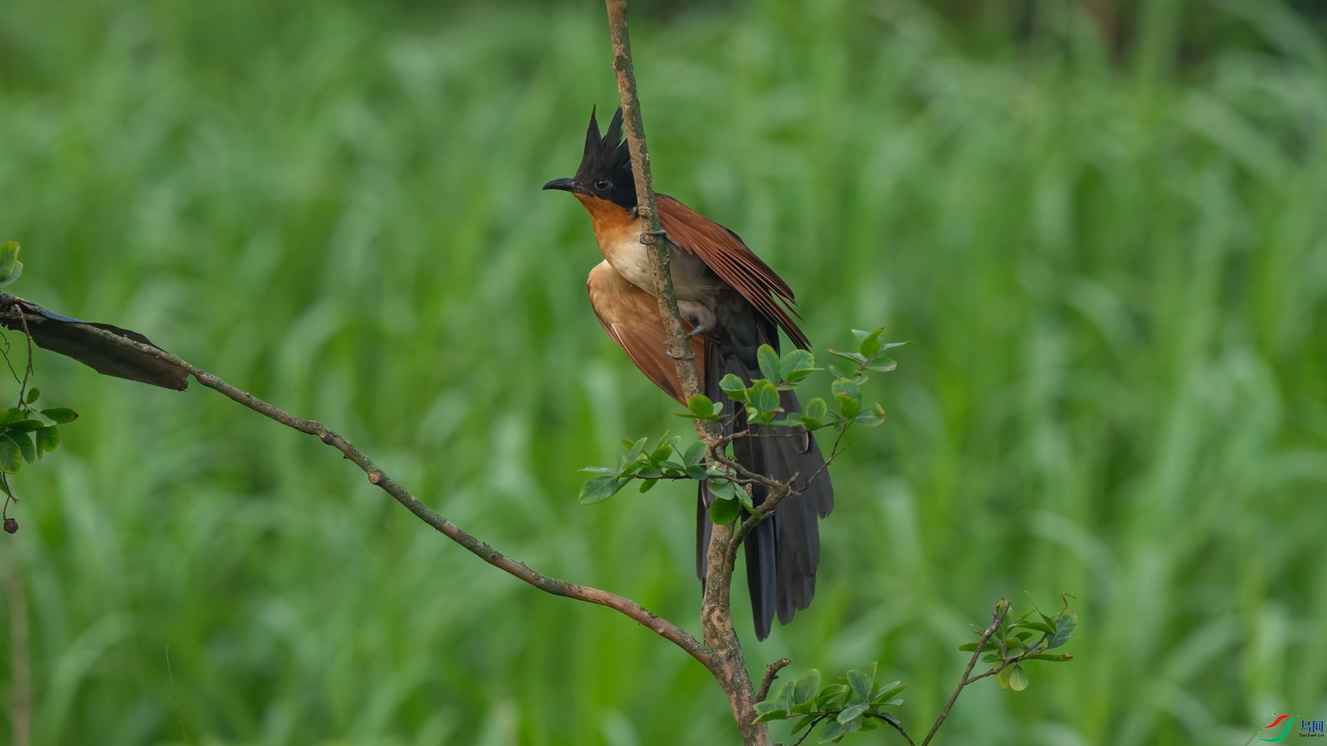 DSC06963 ����.jpg