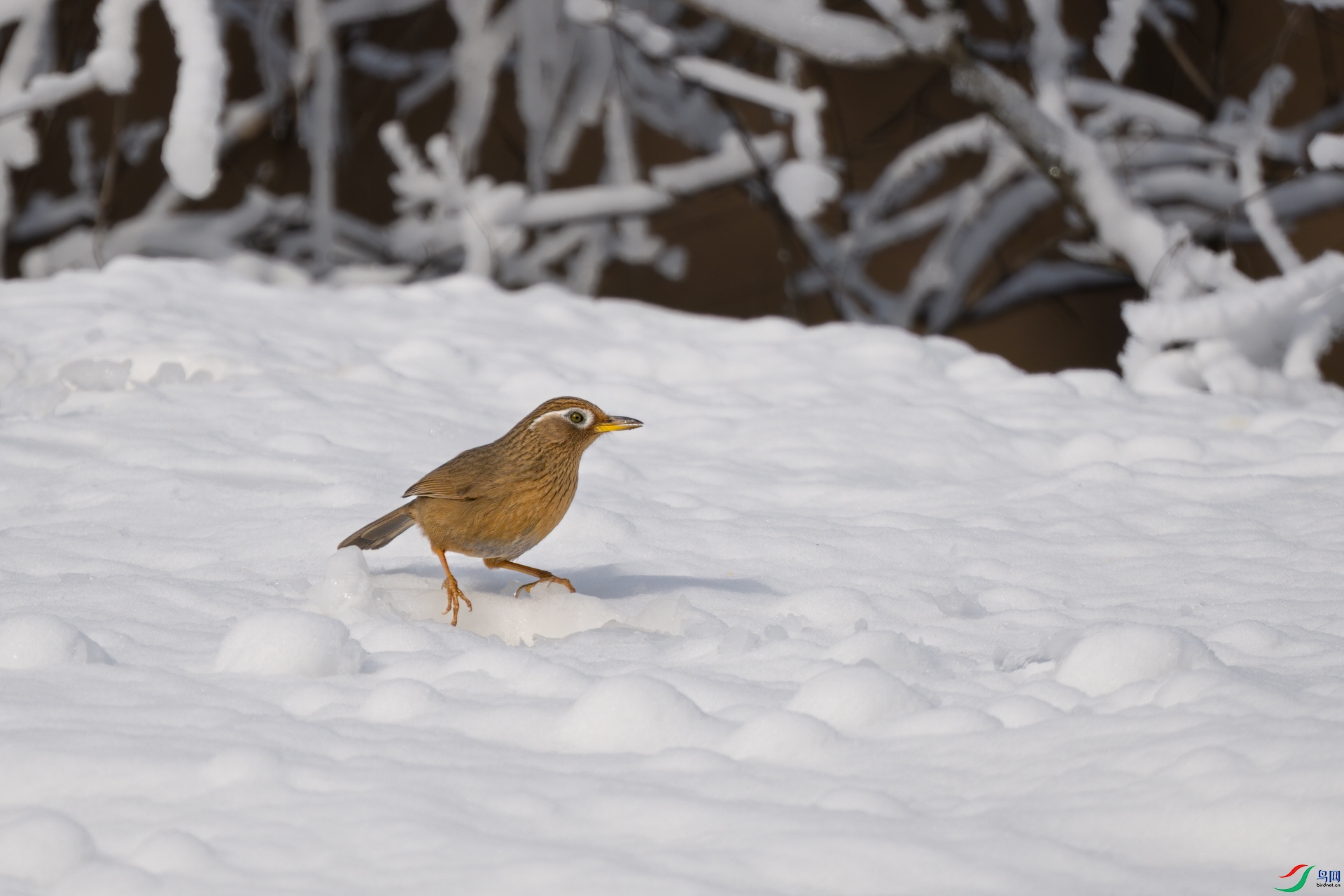 DSC_2621sen2025-1-9-34-�༭.jpg