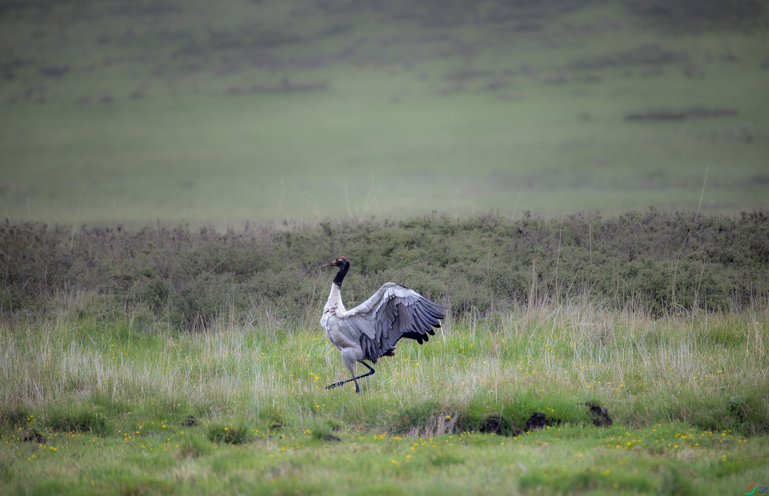 A15I4071-����ǿ-NR ����.jpg