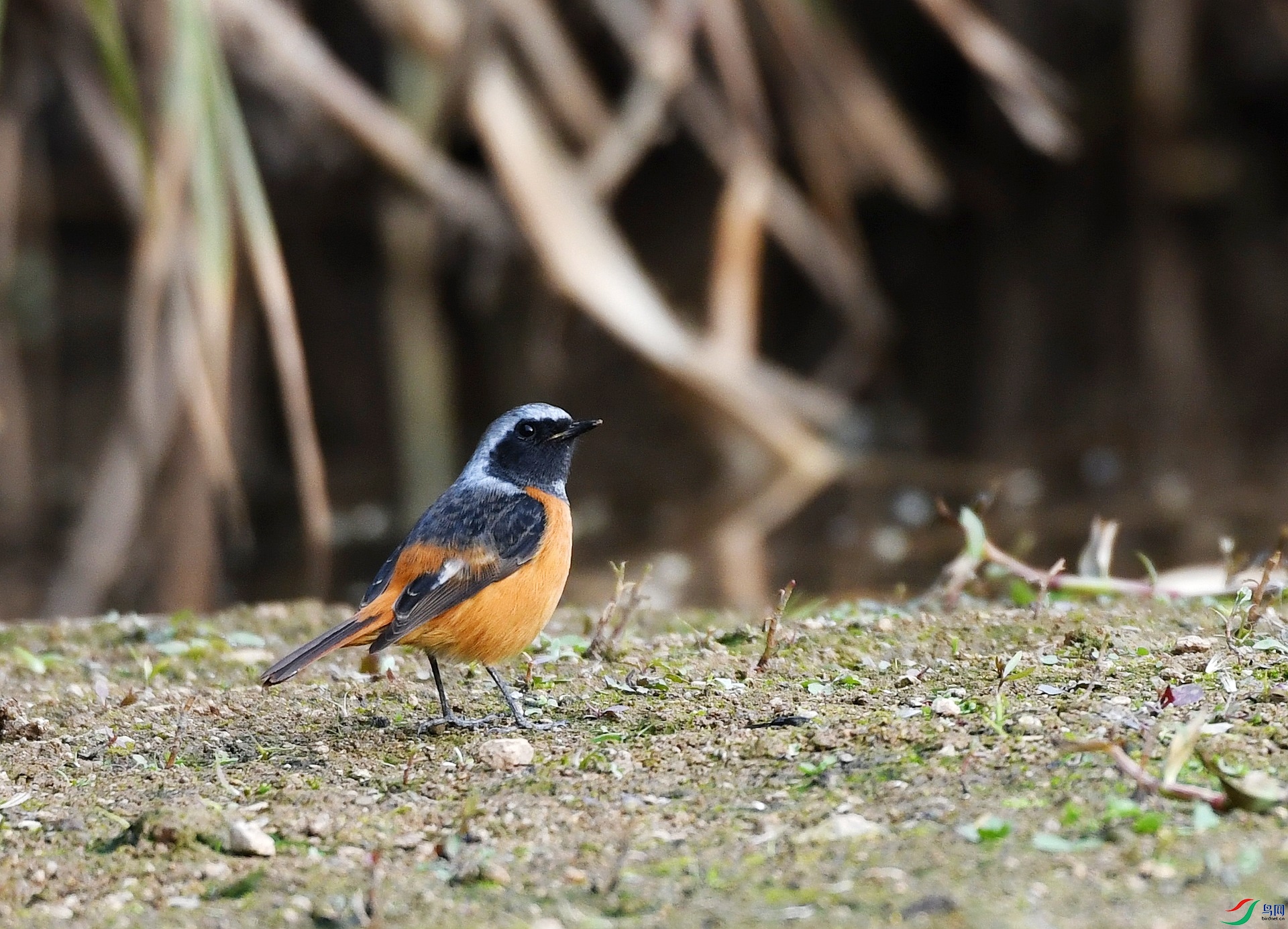 DSC_1374.jpg