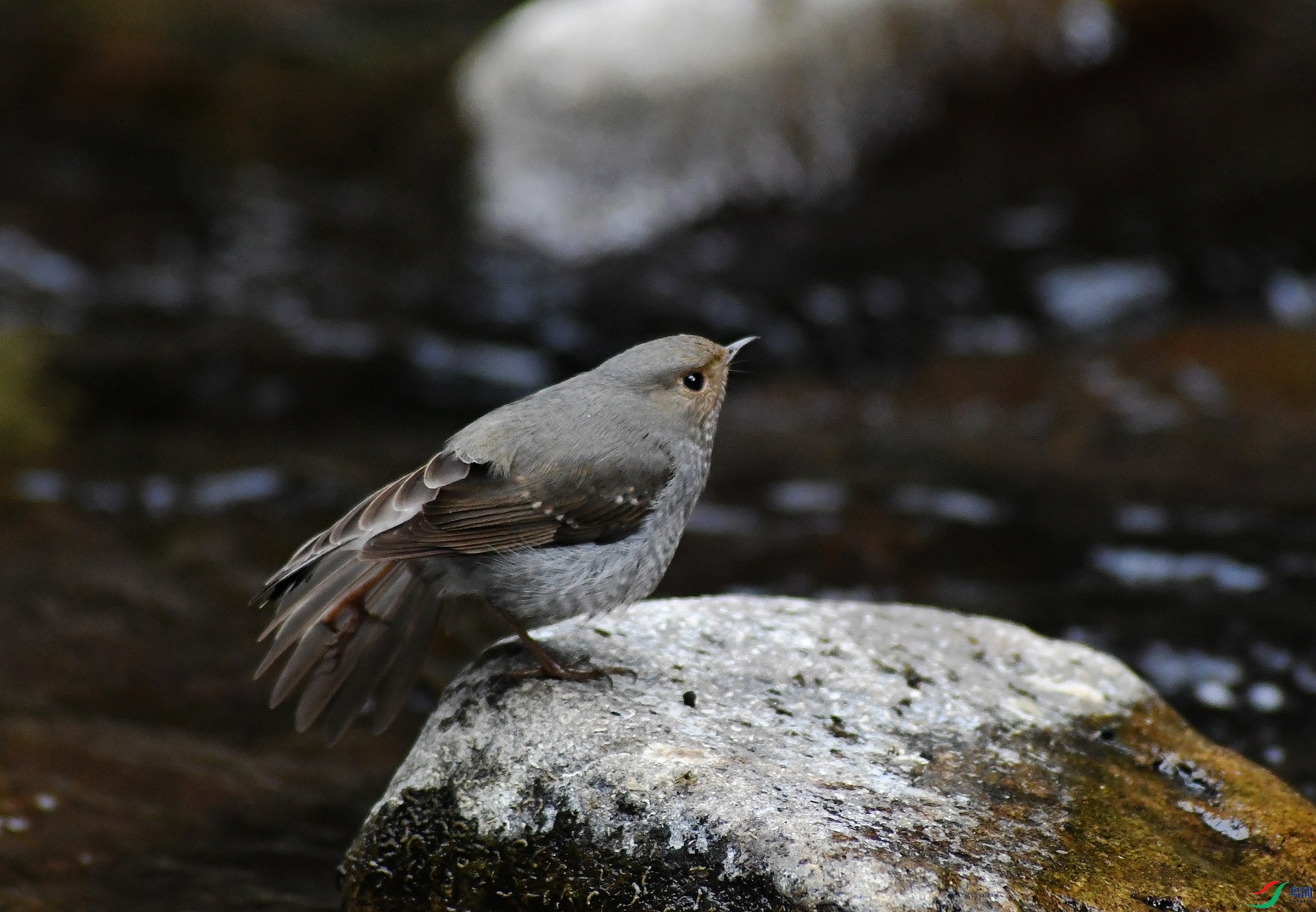DSC_0666.jpg