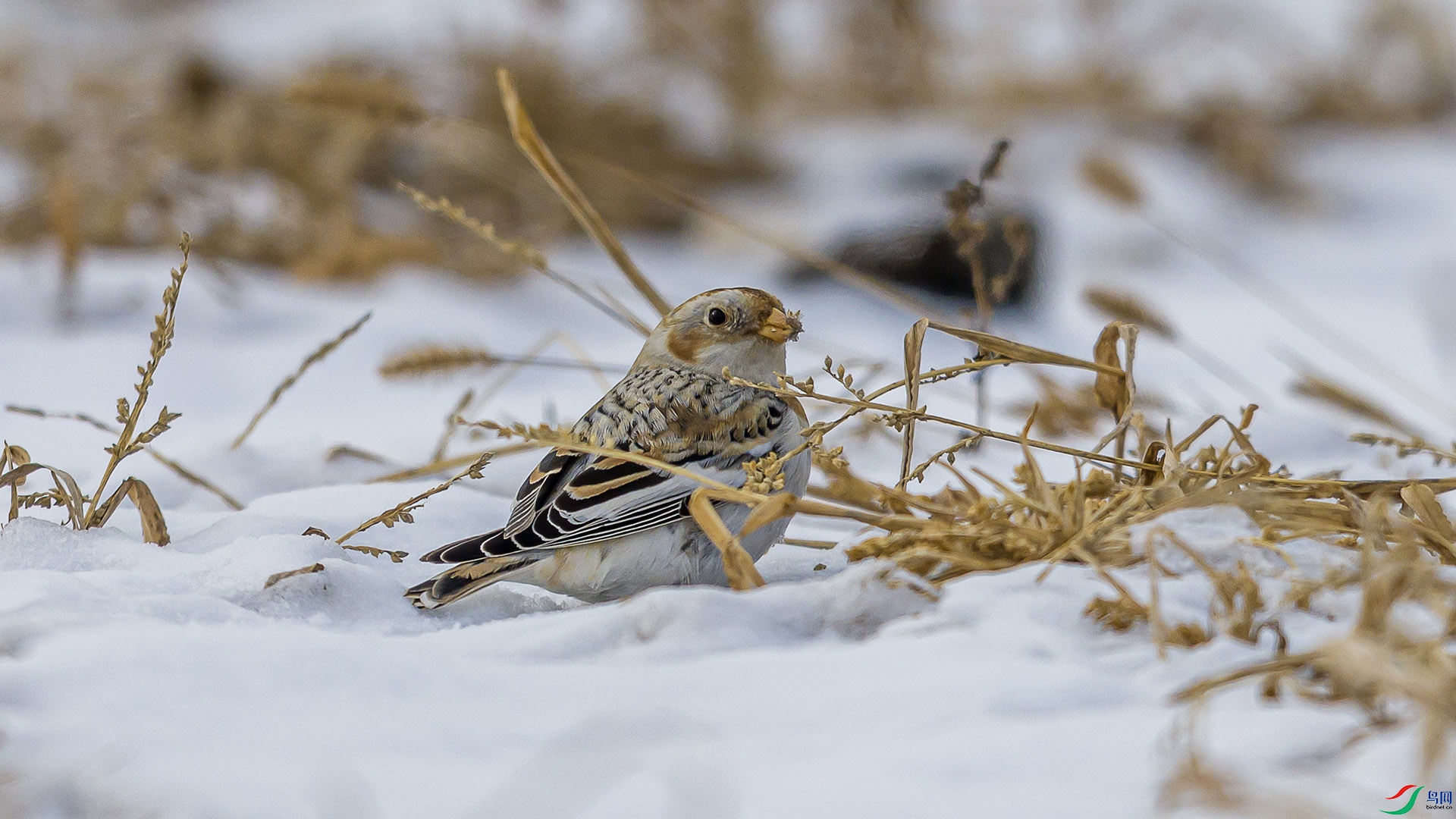 051A4051 ����n.jpg