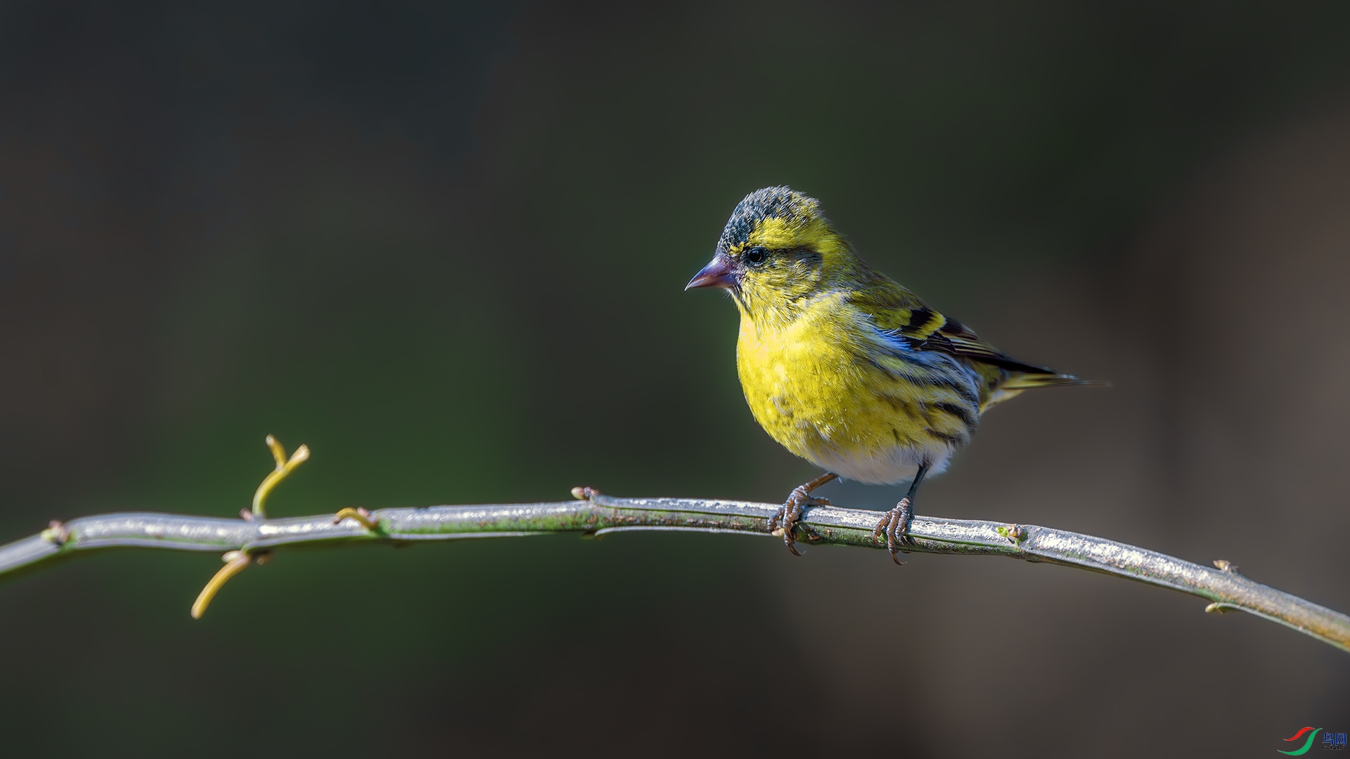 DSC_8810-����ǿ-NR ����.jpg
