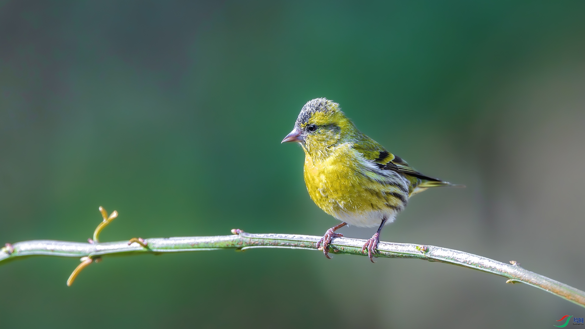 DSC_8812-����ǿ-NR ����.jpg