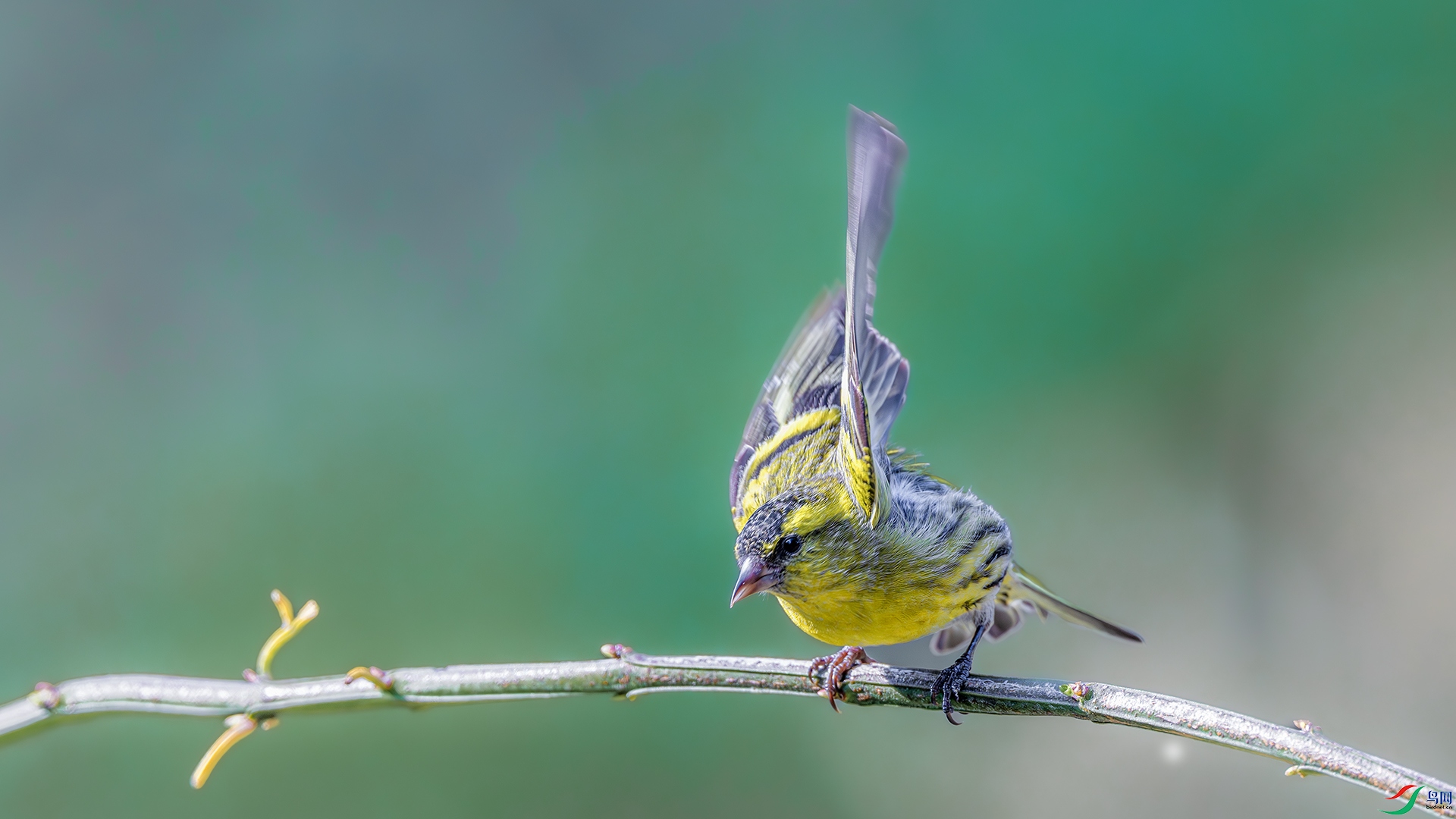 DSC_8828-����ǿ-NR ����.jpg
