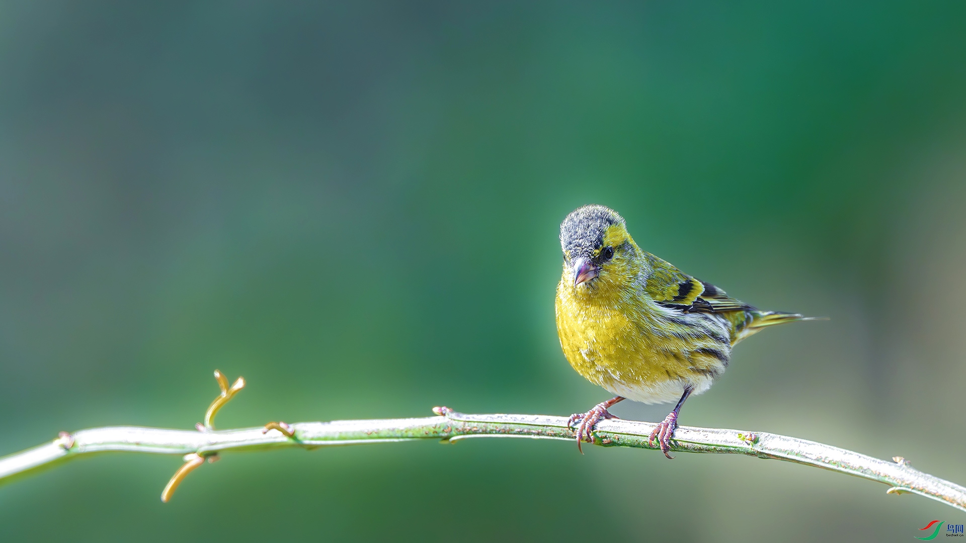 DSC_8823-����ǿ-NR ����.jpg