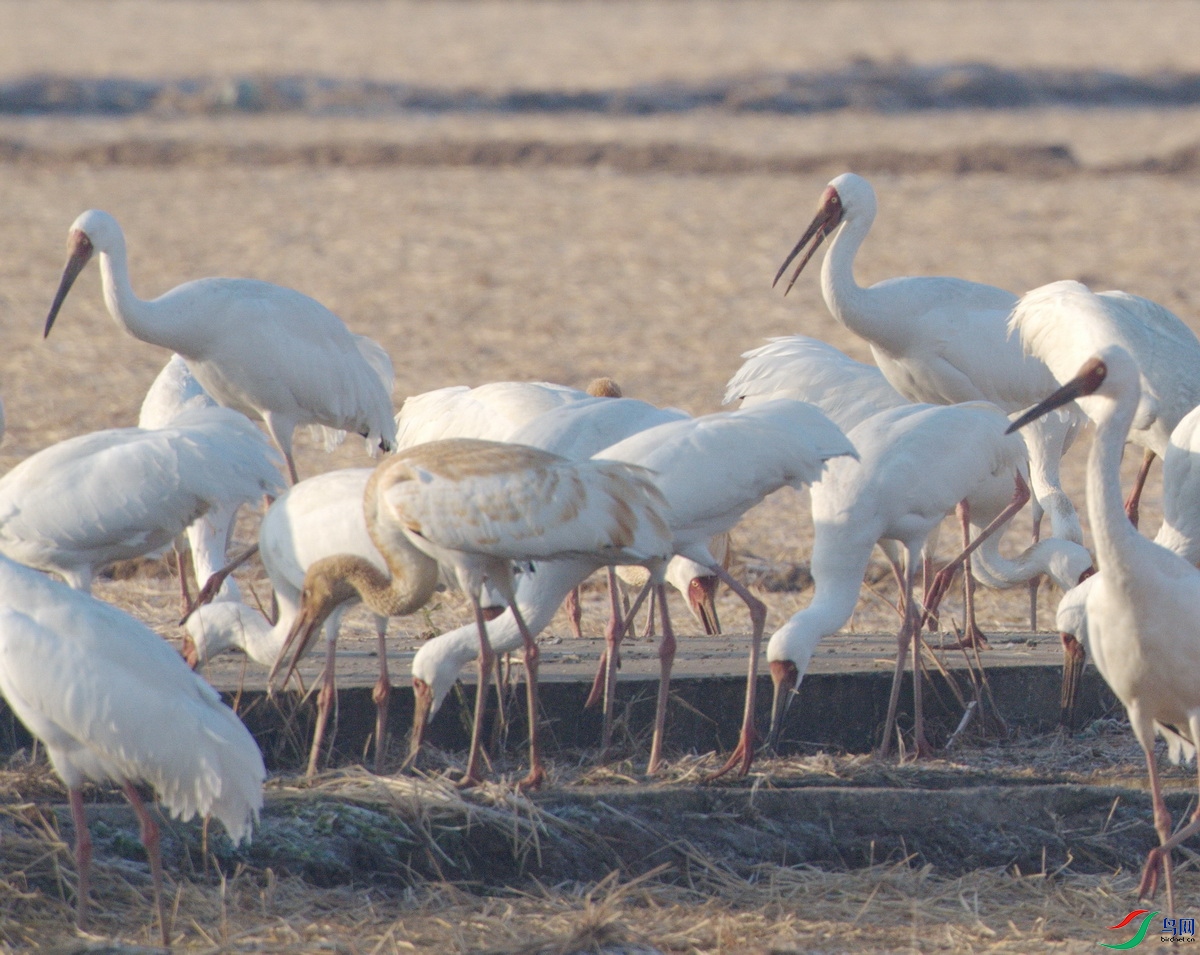 _DSC1007zx_������С - ����.jpg