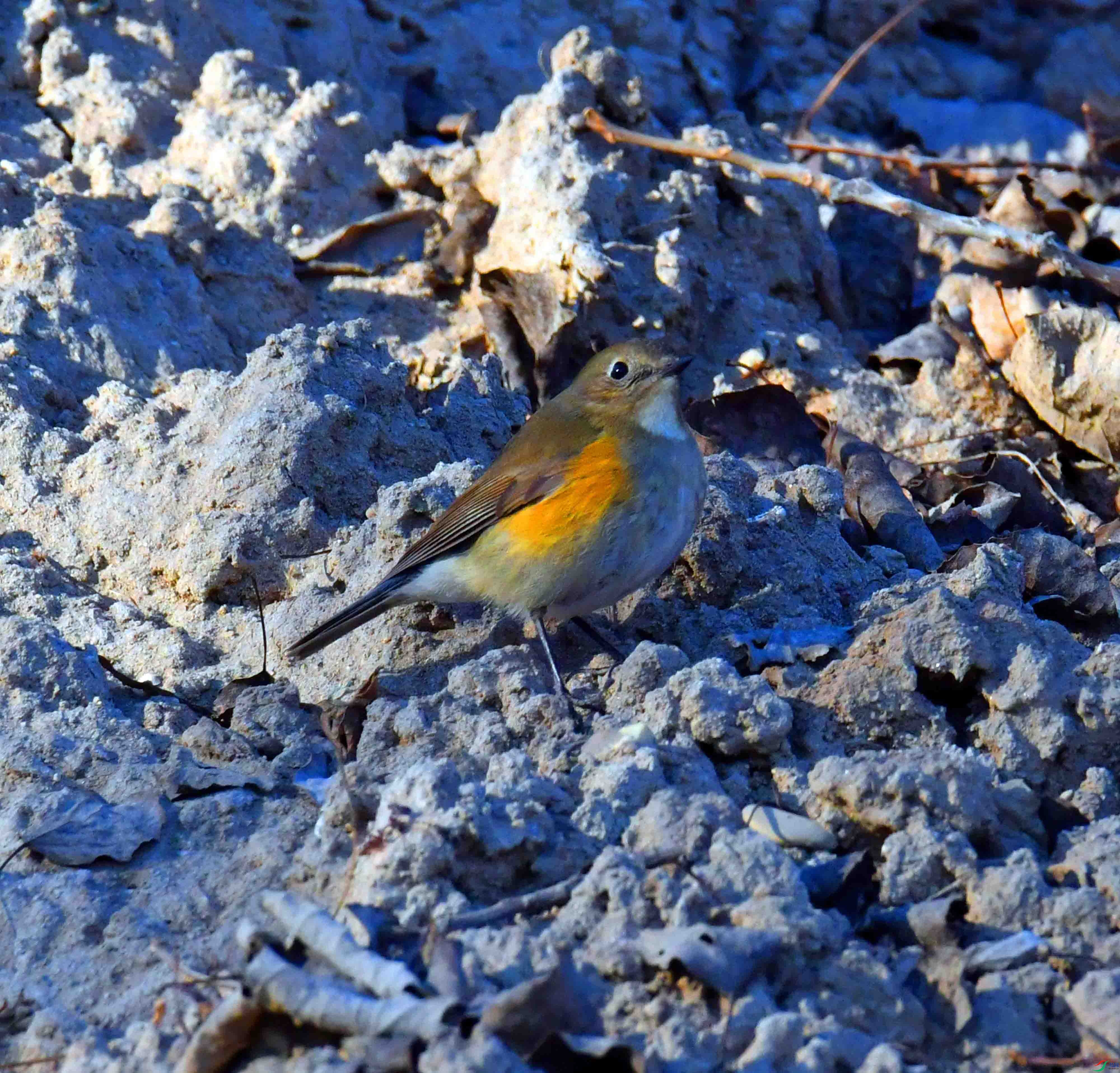 DSC_0915.JPG