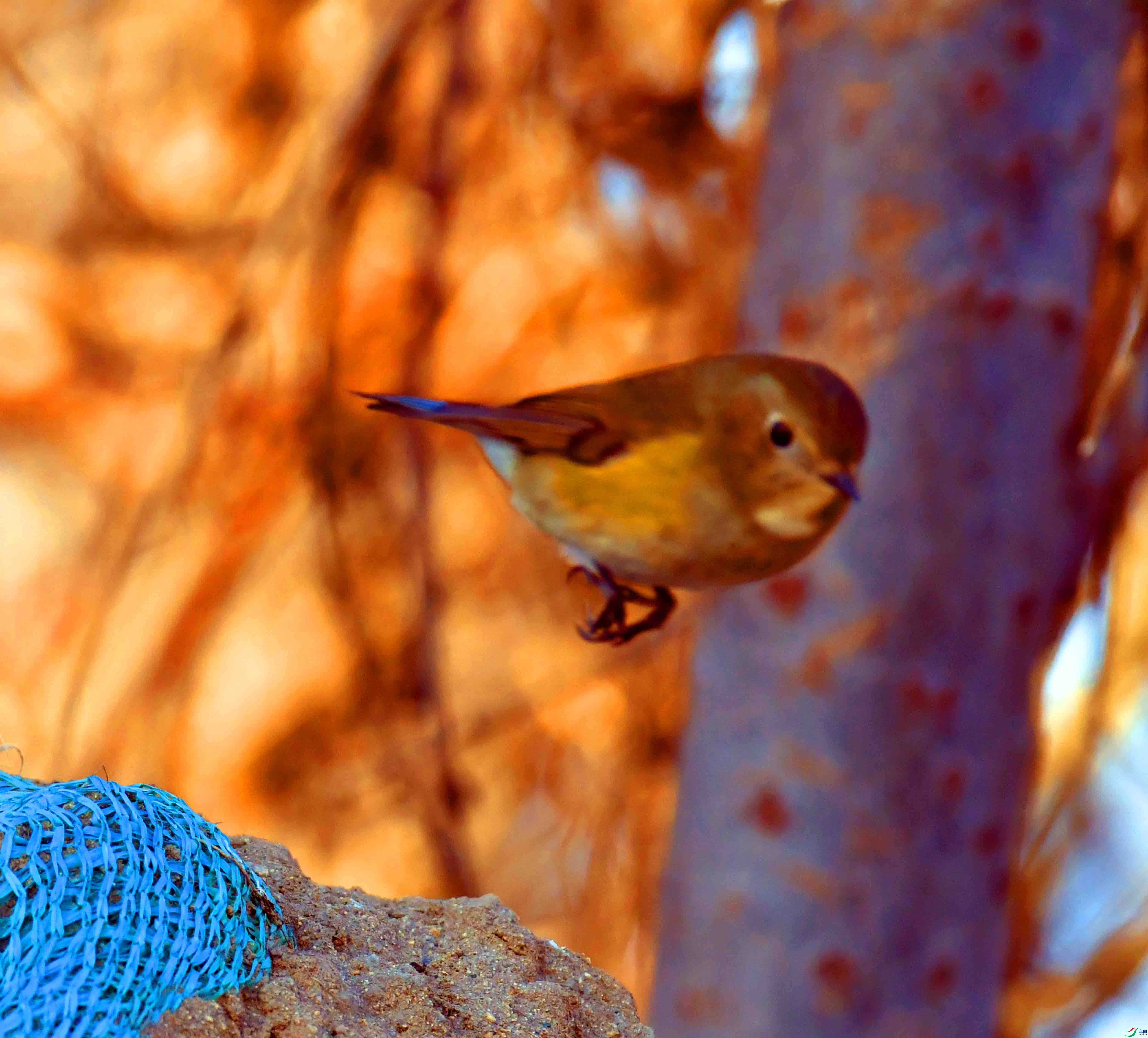 DSC_1652.JPG