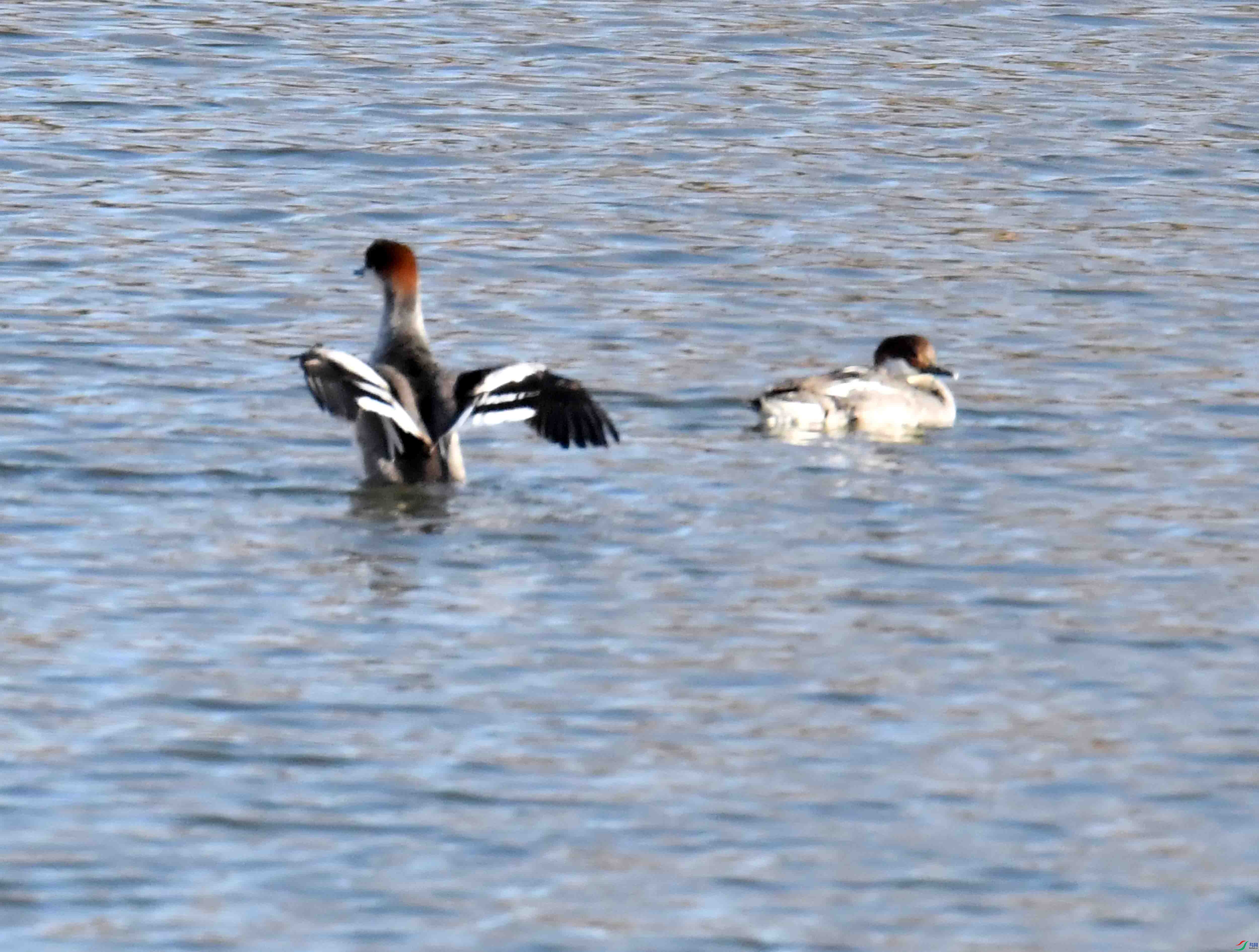 DSC_5030.JPG